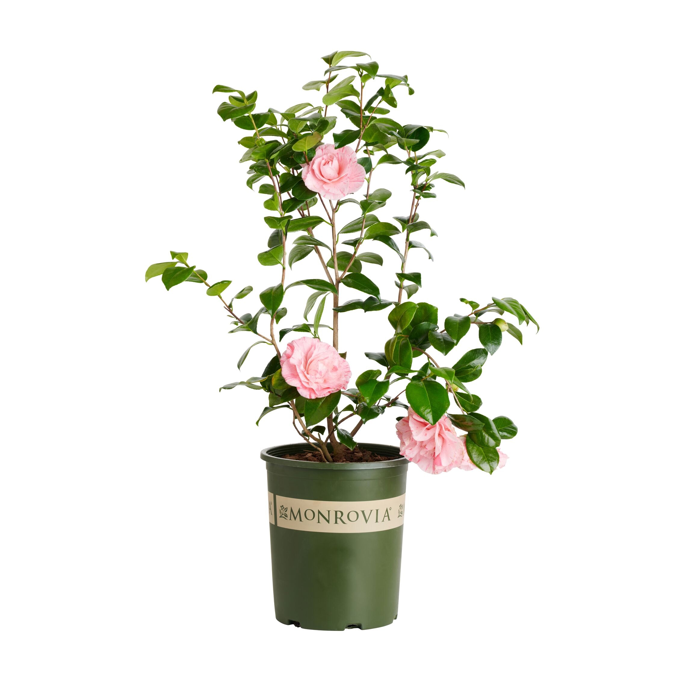 Monrovia 021115 3.58-GAL CAMELLIA CHANSONETTE M