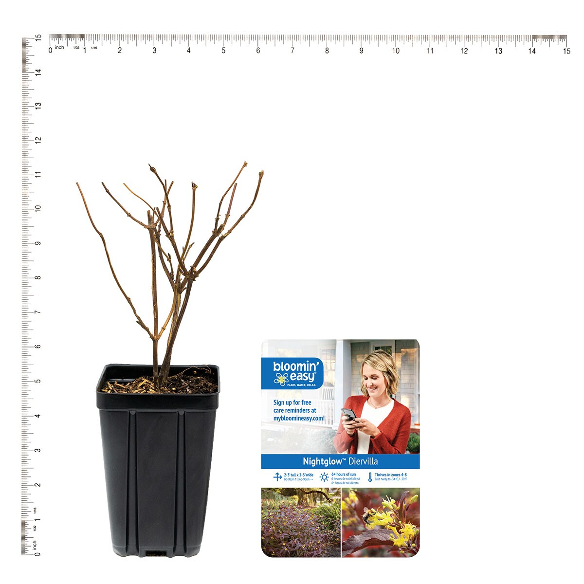 Van Zyverden 82901 Plant-Bulbs - View #5