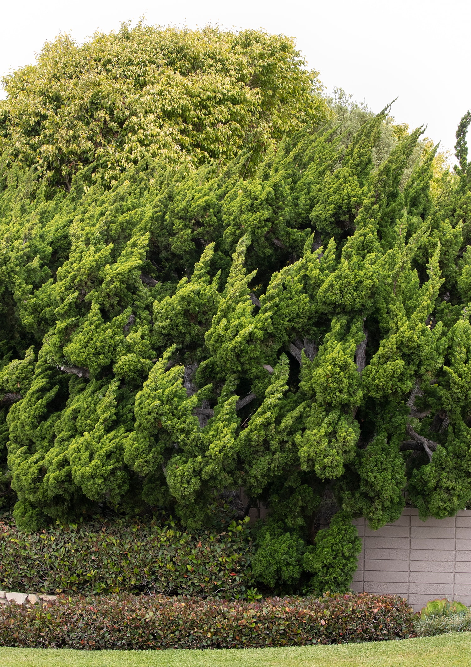 Monrovia 048705 shrubs - View #3