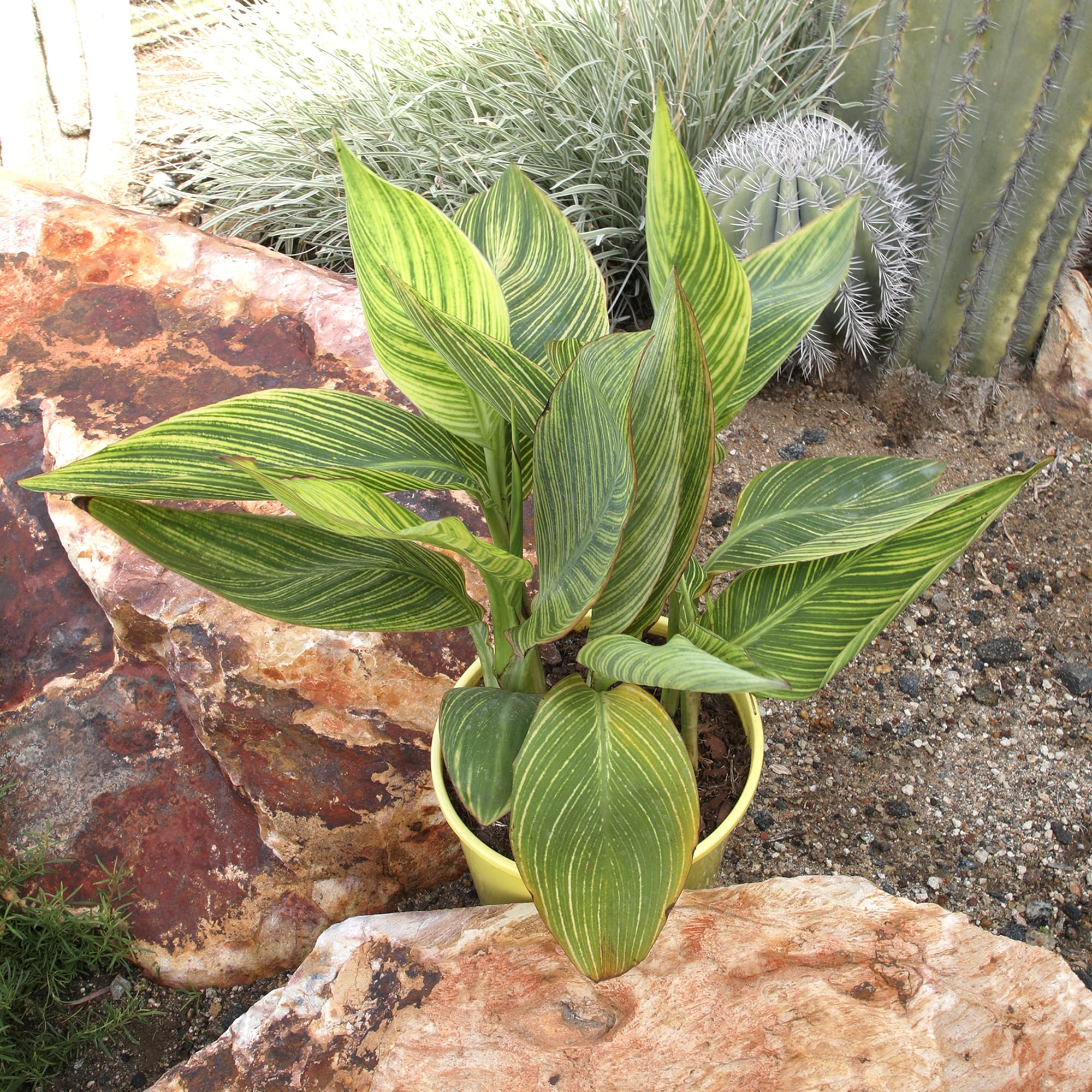 Altman Plants 0881325 perennials - View #4