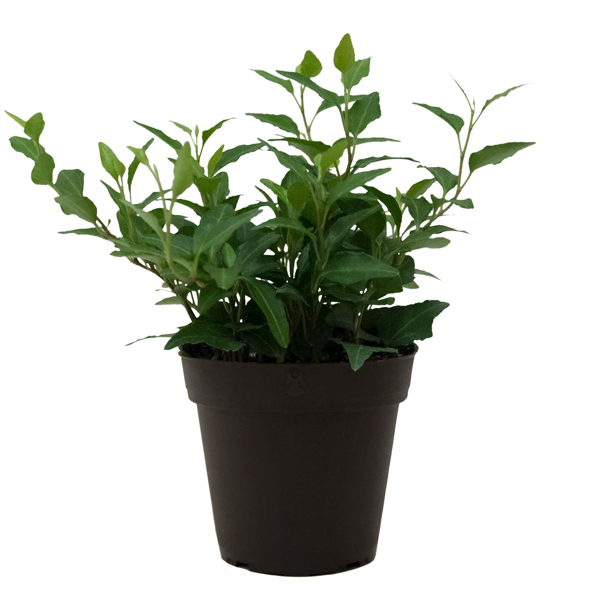 Costa Farms Ivy House Plant in 3.8-in Pot 4-Pack in the House Plants ...