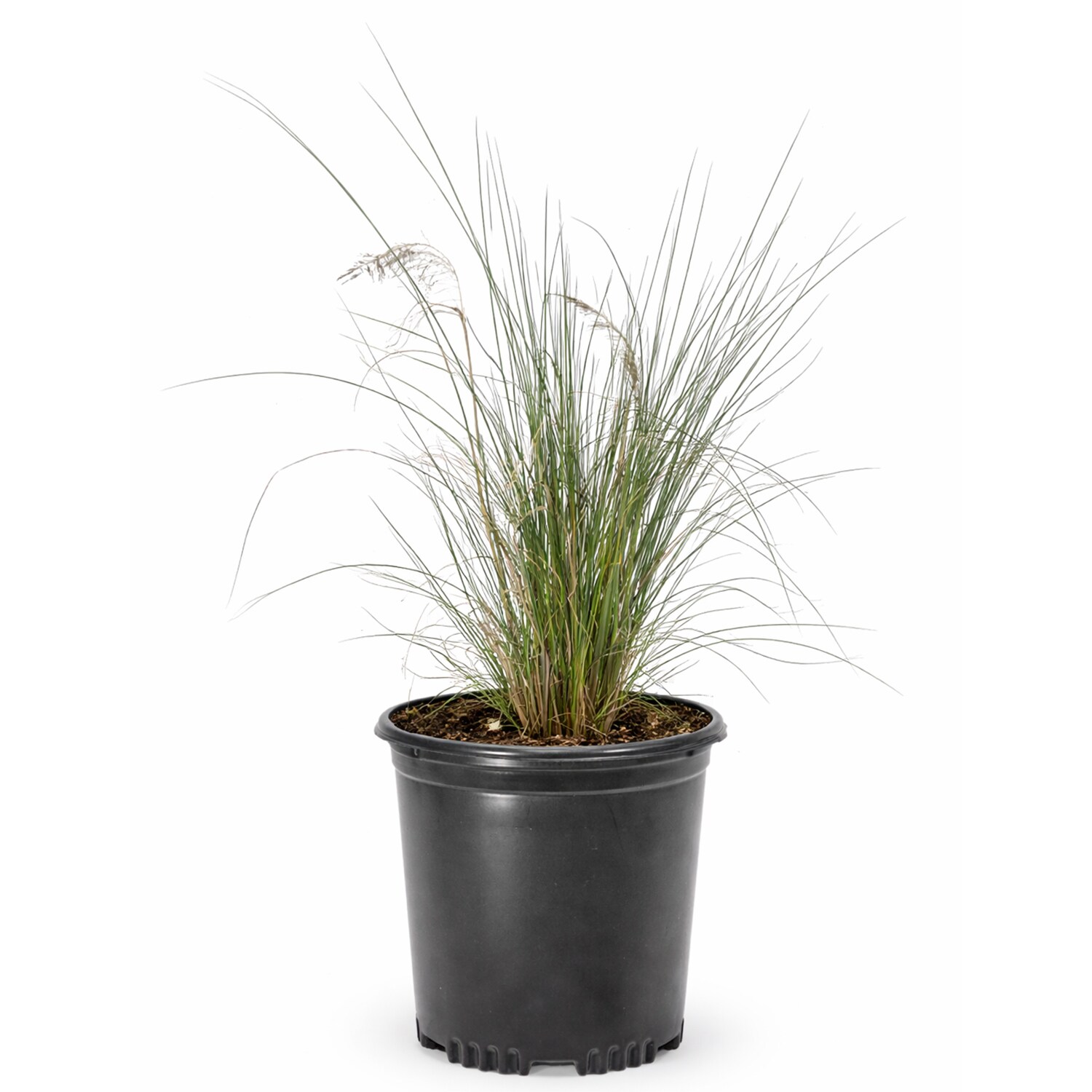 Southern Planters GRSPMU01G Ornamental-Grasses - View #5