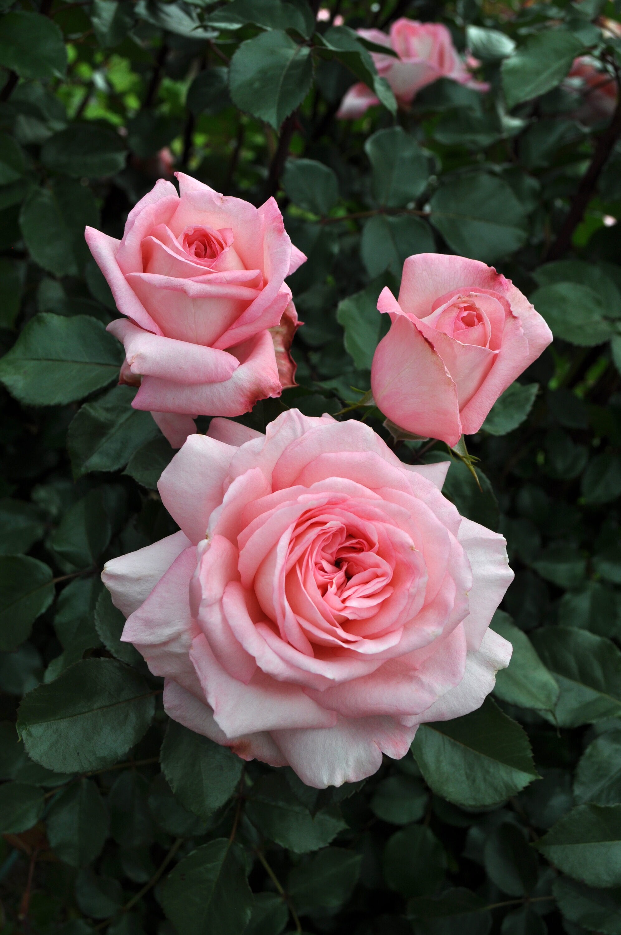 Large Tea Roses - Ivory — CaljavaOnline