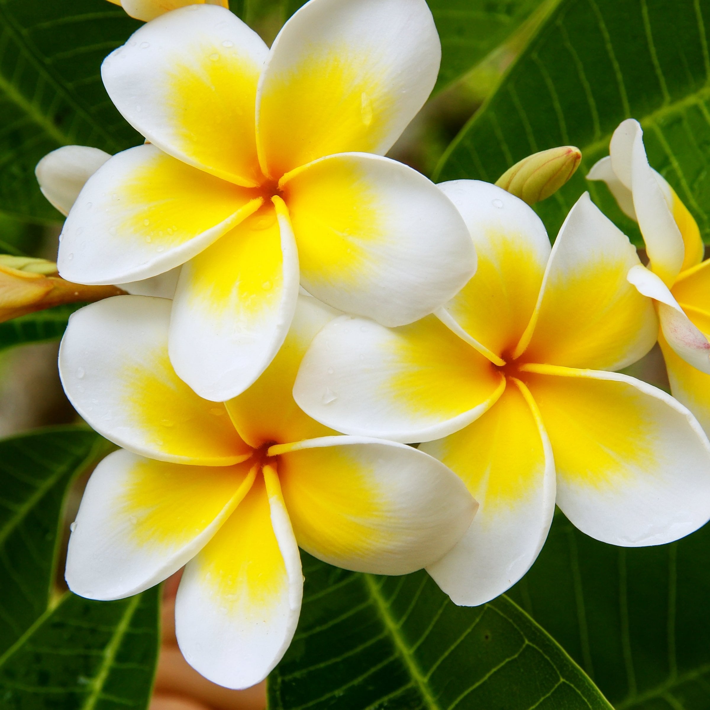 National Plant Network LW1868 Yellow Plumeria Yellow Plant in 1 -Gallon Pot 1 -Pack