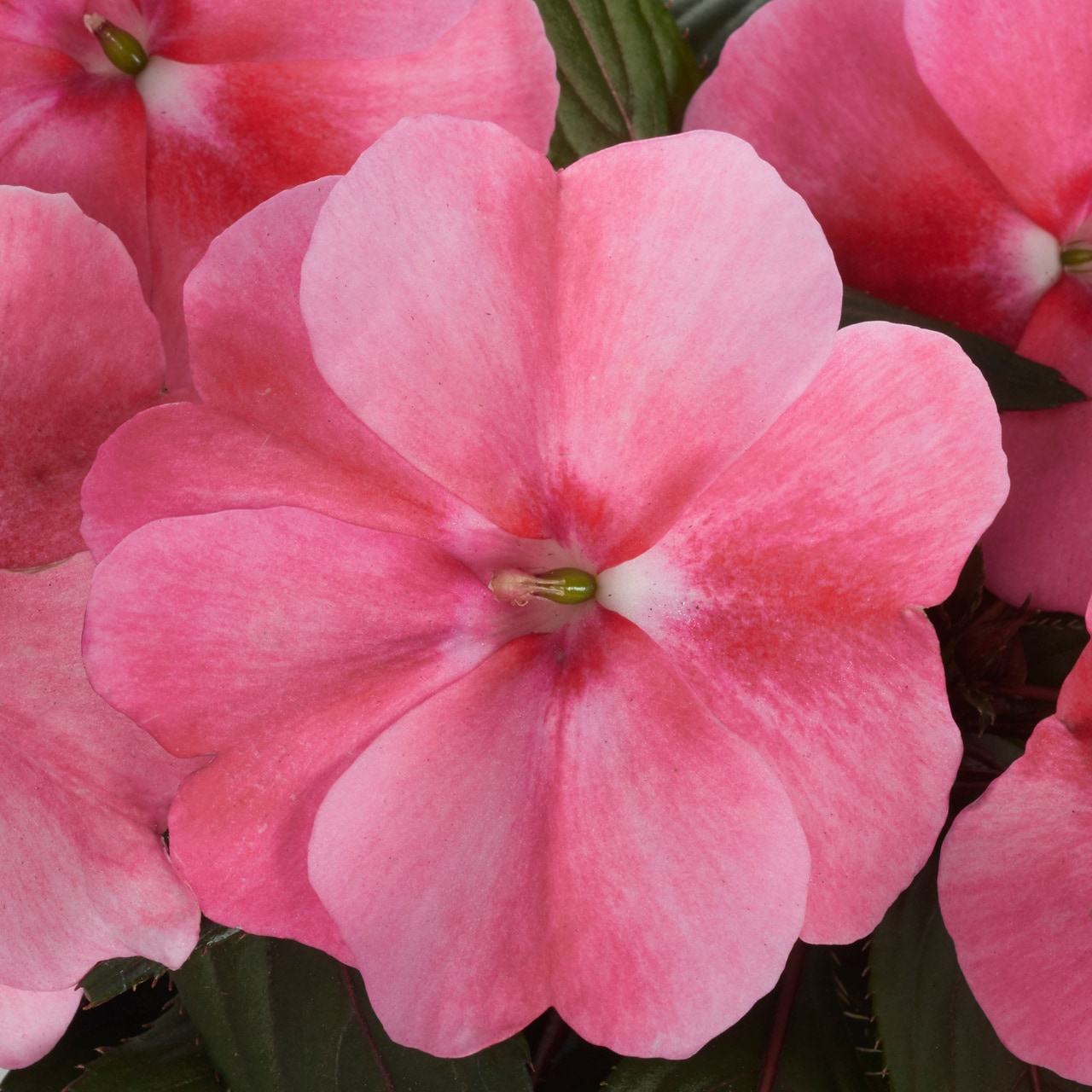 Monrovia 4825 annuals - View #2