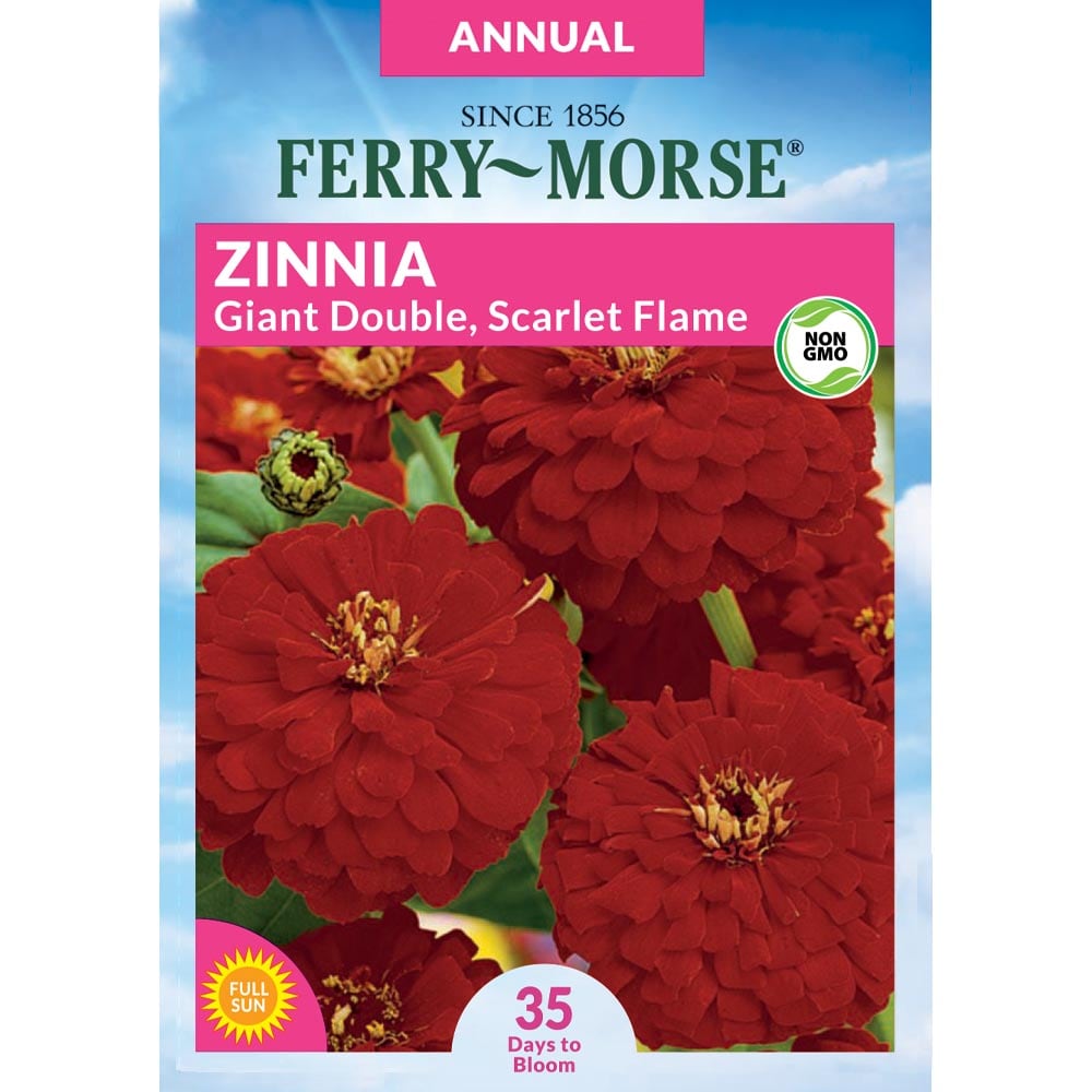 Ferry-Morse 913092.219.640455 Zinnia Giant Scarlet Flame Seeds 0.575 Gram(s)