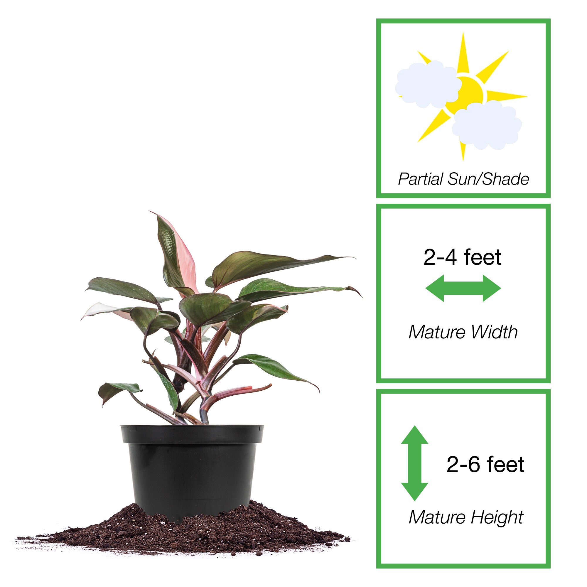 Perfect Plants LOPINKPRINCESSDEC hseplants - View #2