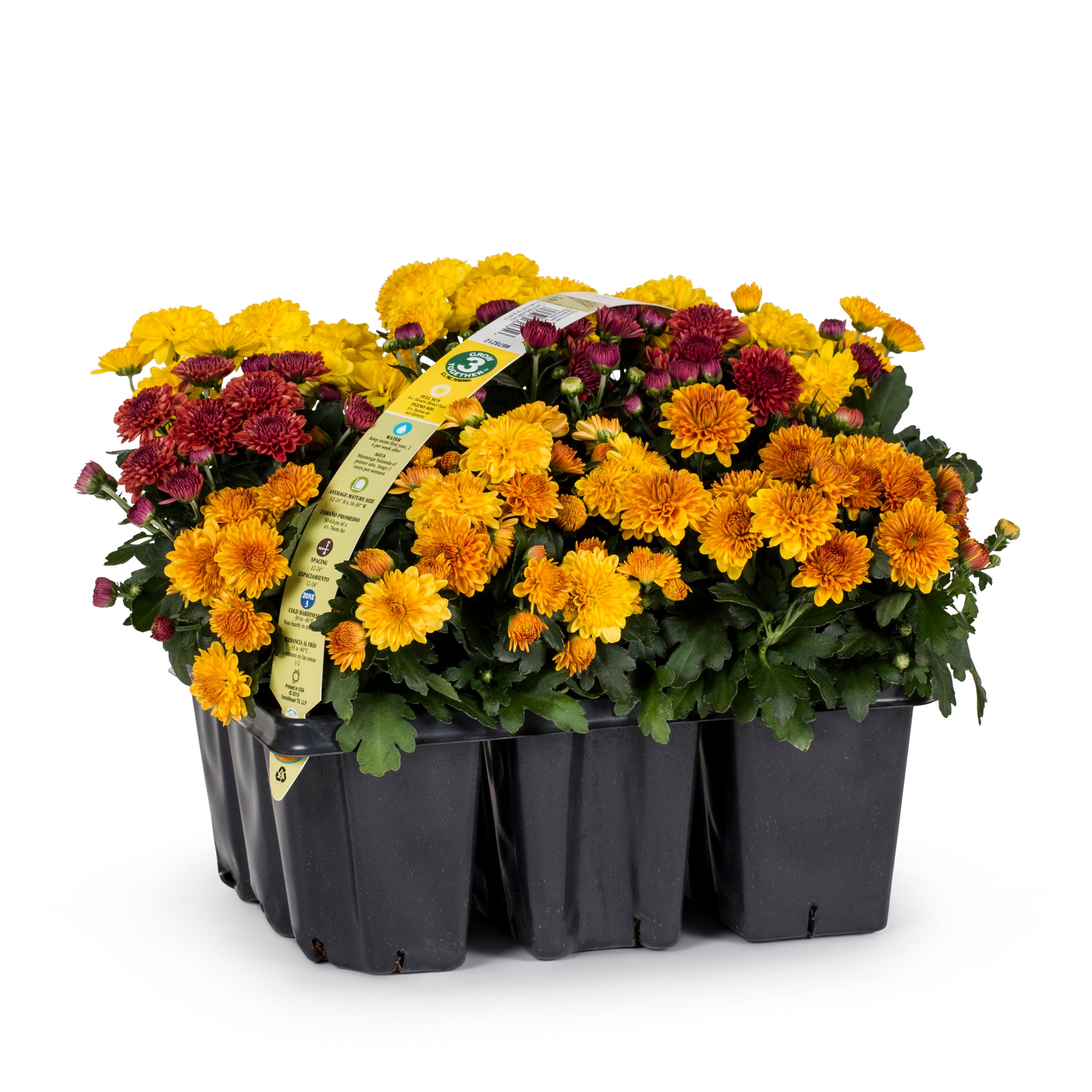 Lowe's 857963 Red Mum in 12 -Pack Tray 1 -Pack