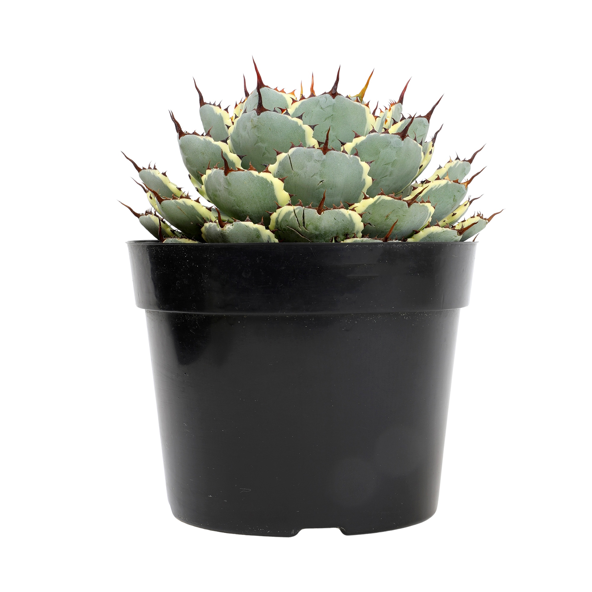 Lowe's 665341 Cacti-Succulents - View #4