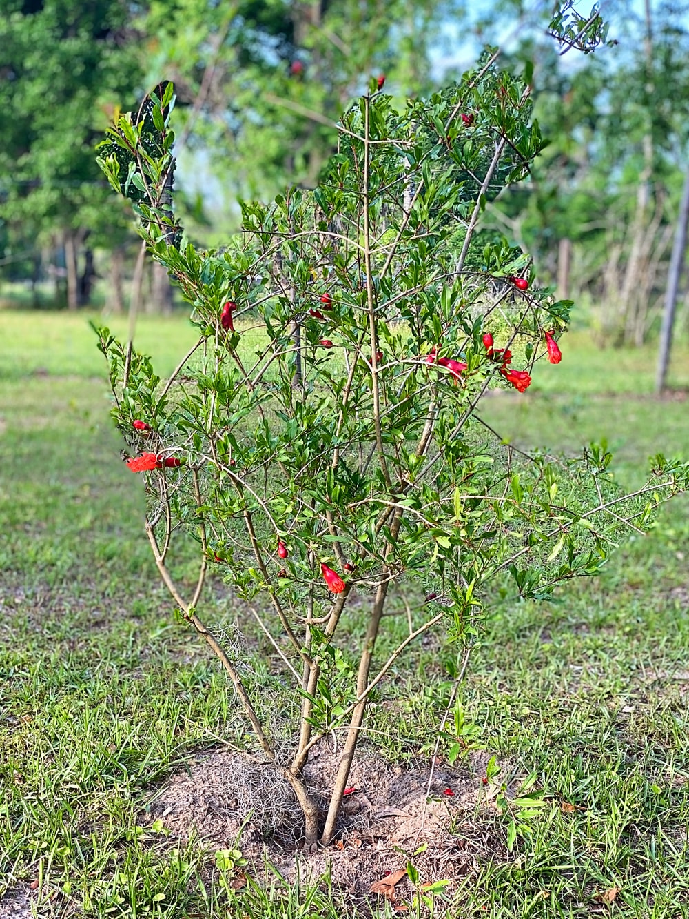 Juicy Pomegranate Fruit Tree Outdoor Fruit Garden Plant in 12cm