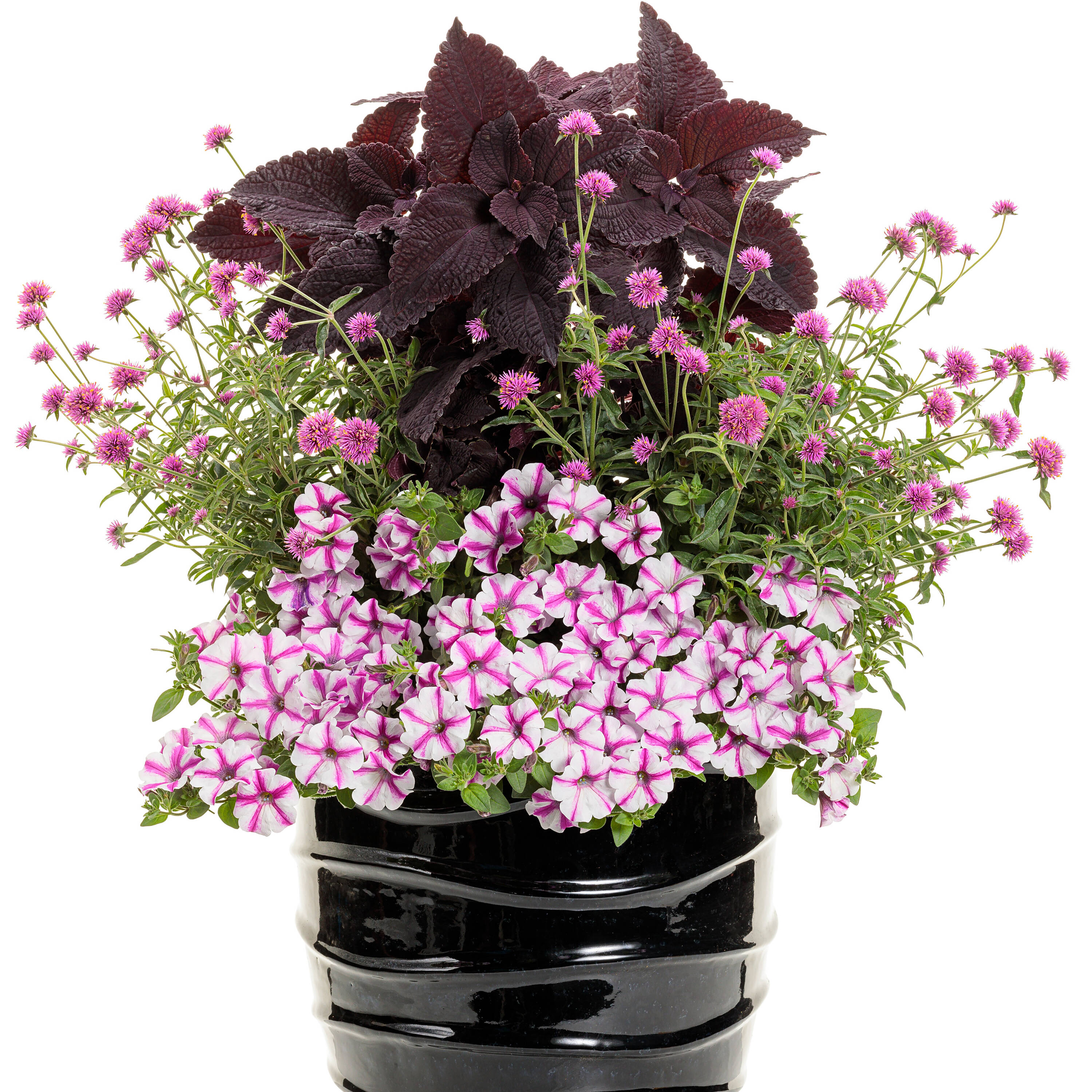 Proven Winners SUPPRW1497504 annuals - View #3