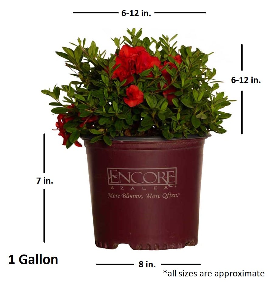 Encore Azalea Red Autumn Embers Azalea Flowering Shrub in 1-Gallon