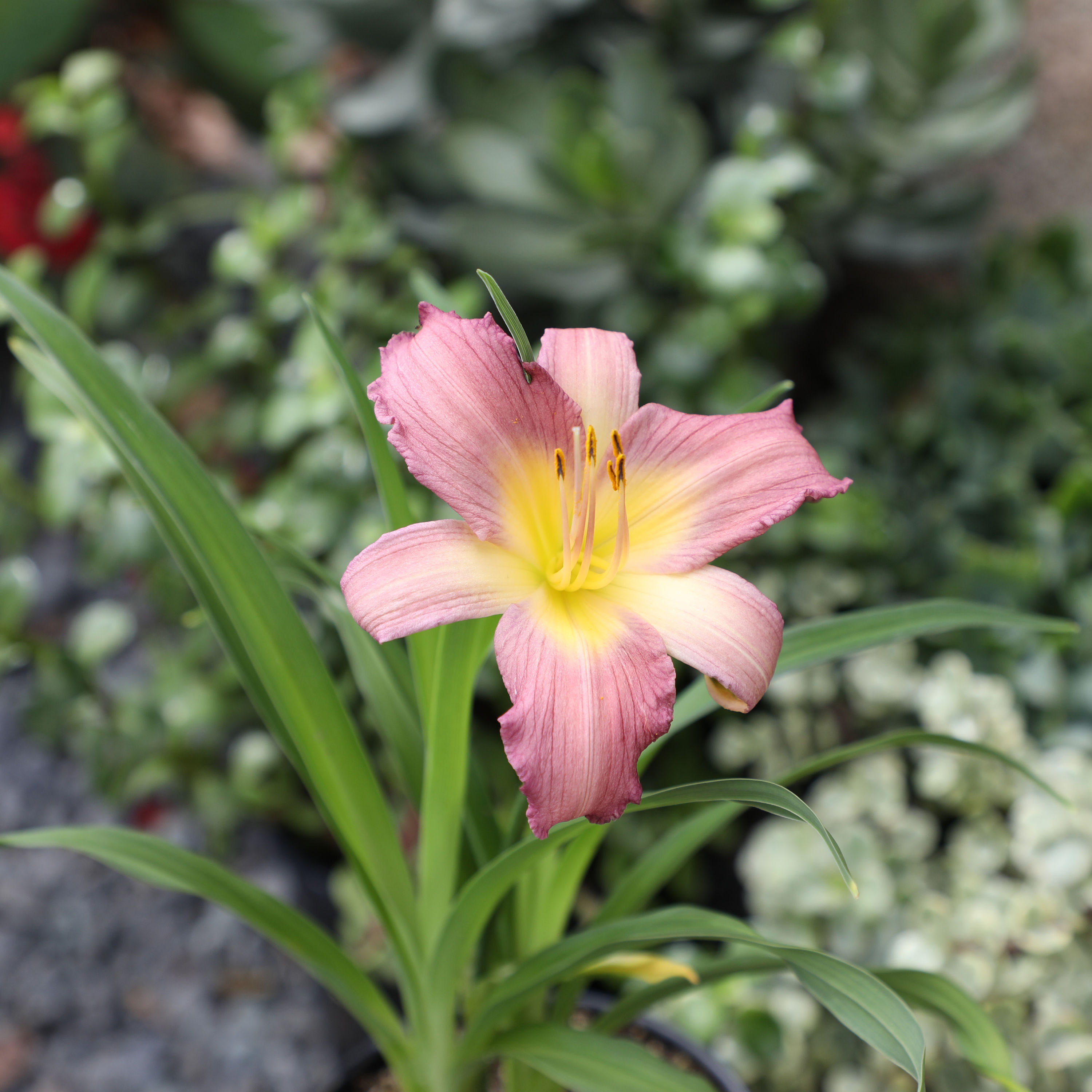 Altman Plants 0881242 perennials - View #4
