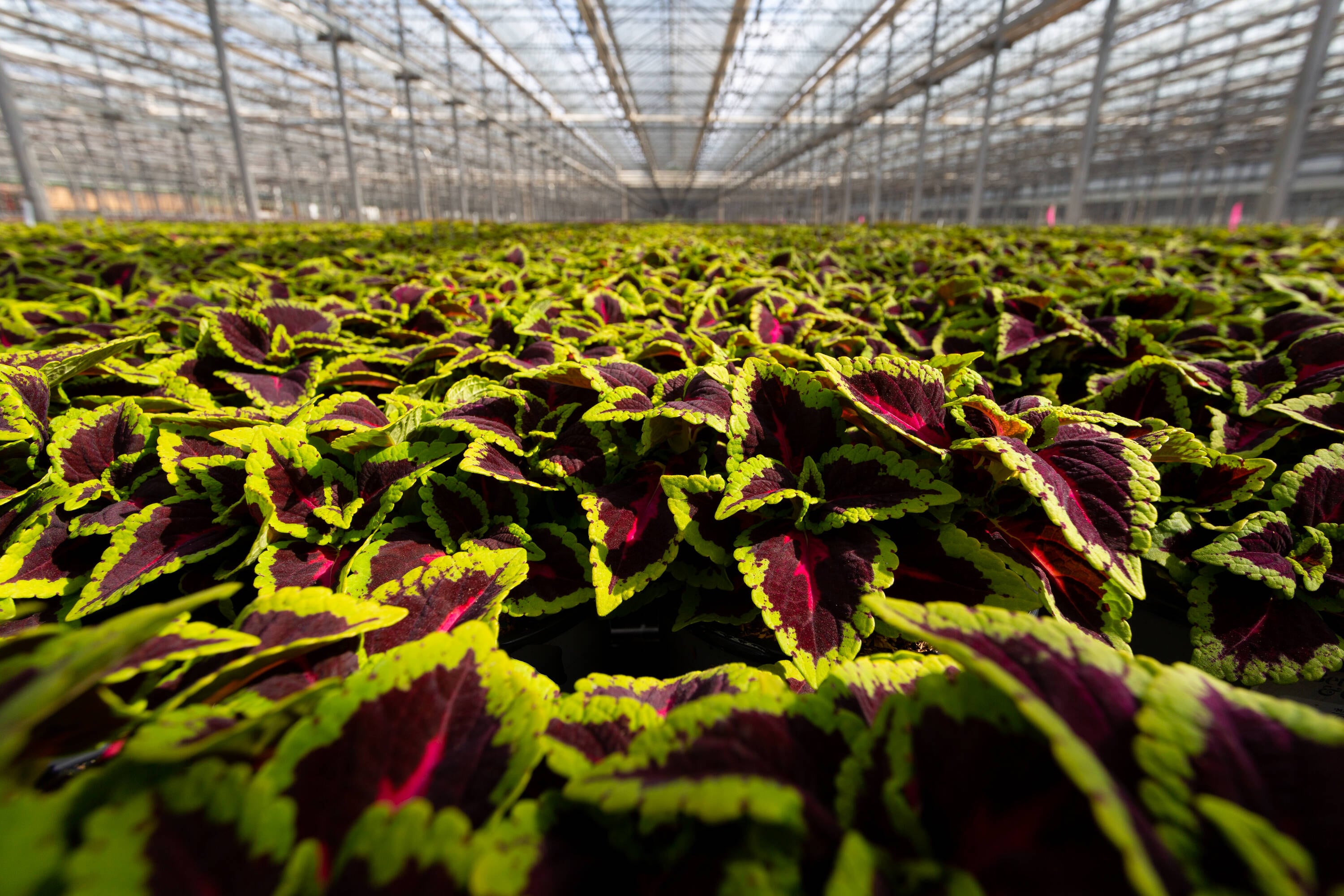 Metrolina Greenhouses 4337 annuals - View #3