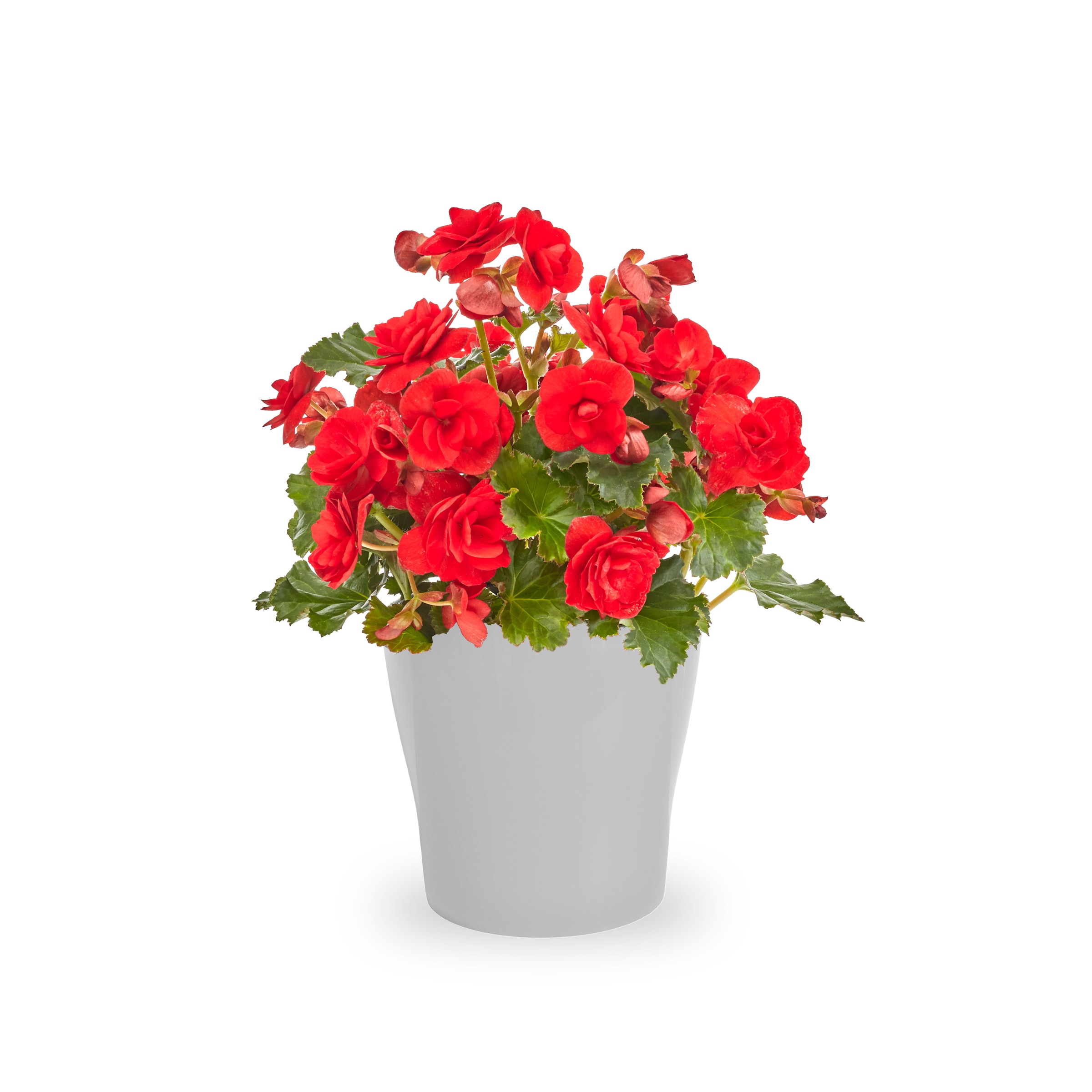 Lowe's NURSERY Multicolor BEGONIA in 2.2 Quart(s) Pot 2 -Pack