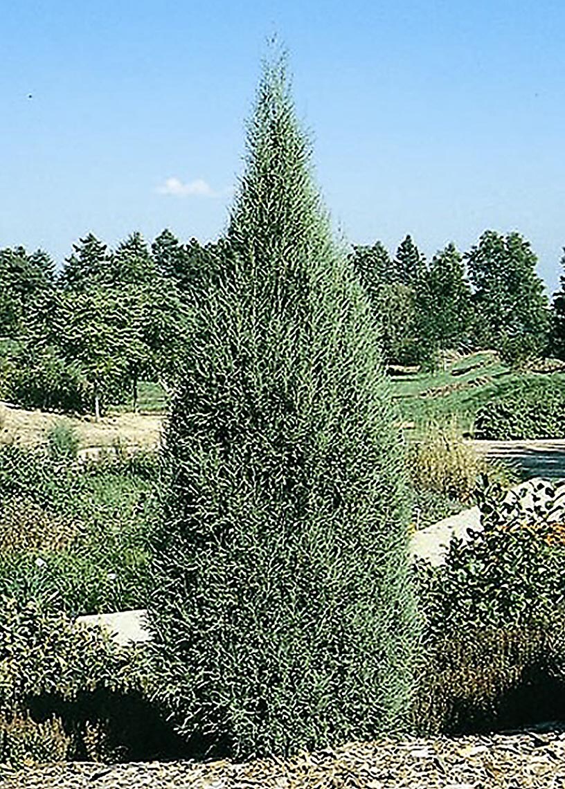 Monrovia Cologreen Juniper Screening Shrub In Pot (With Soil) in the ...