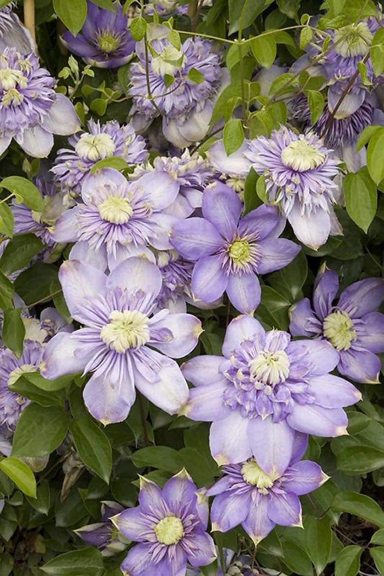 Monrovia Light K332 Clematis in the Vines department at Lowes.com