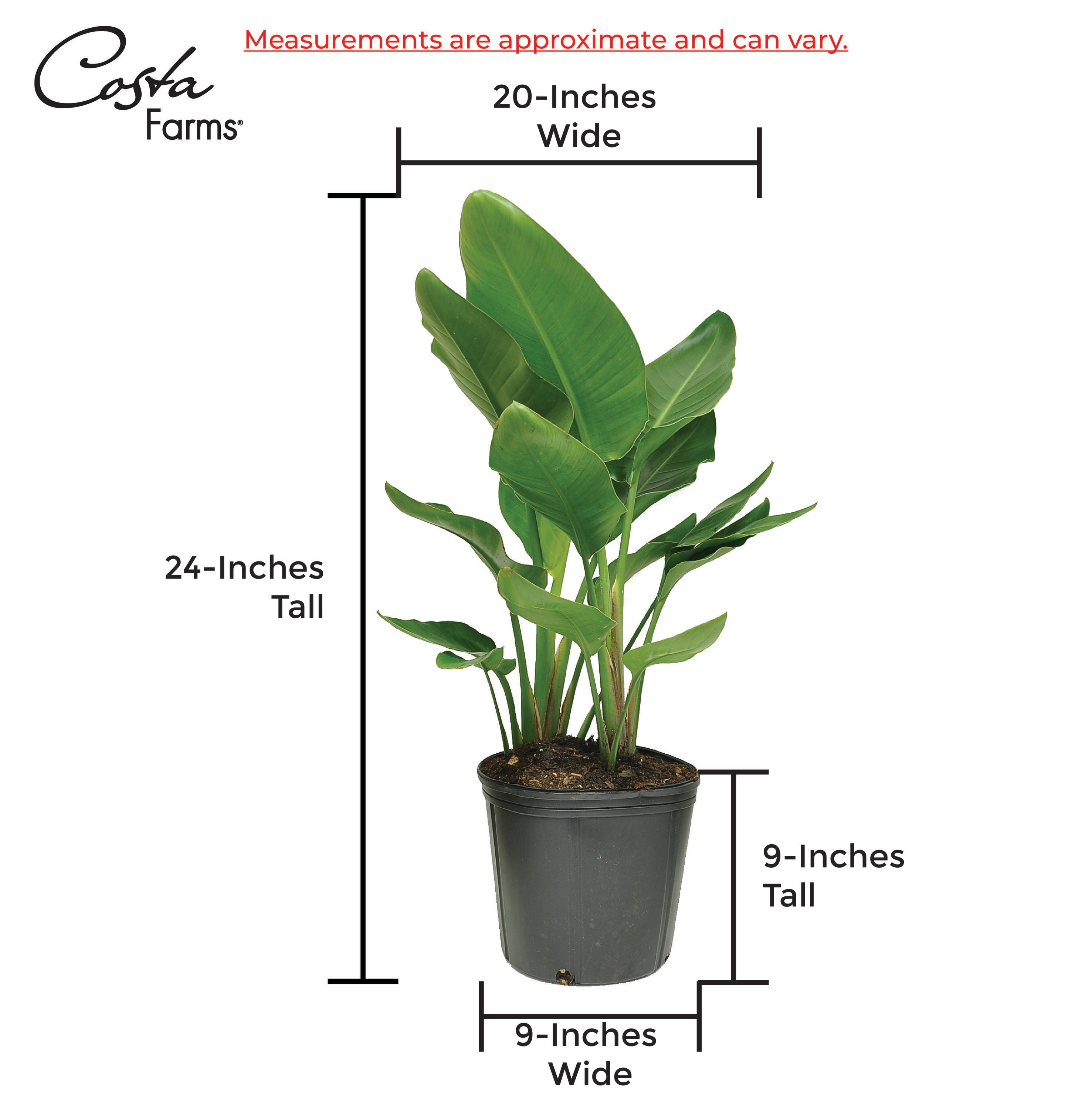Costa Farms White Bird Of Paradise House Plant in 10-in Pot in the House  Plants department at 