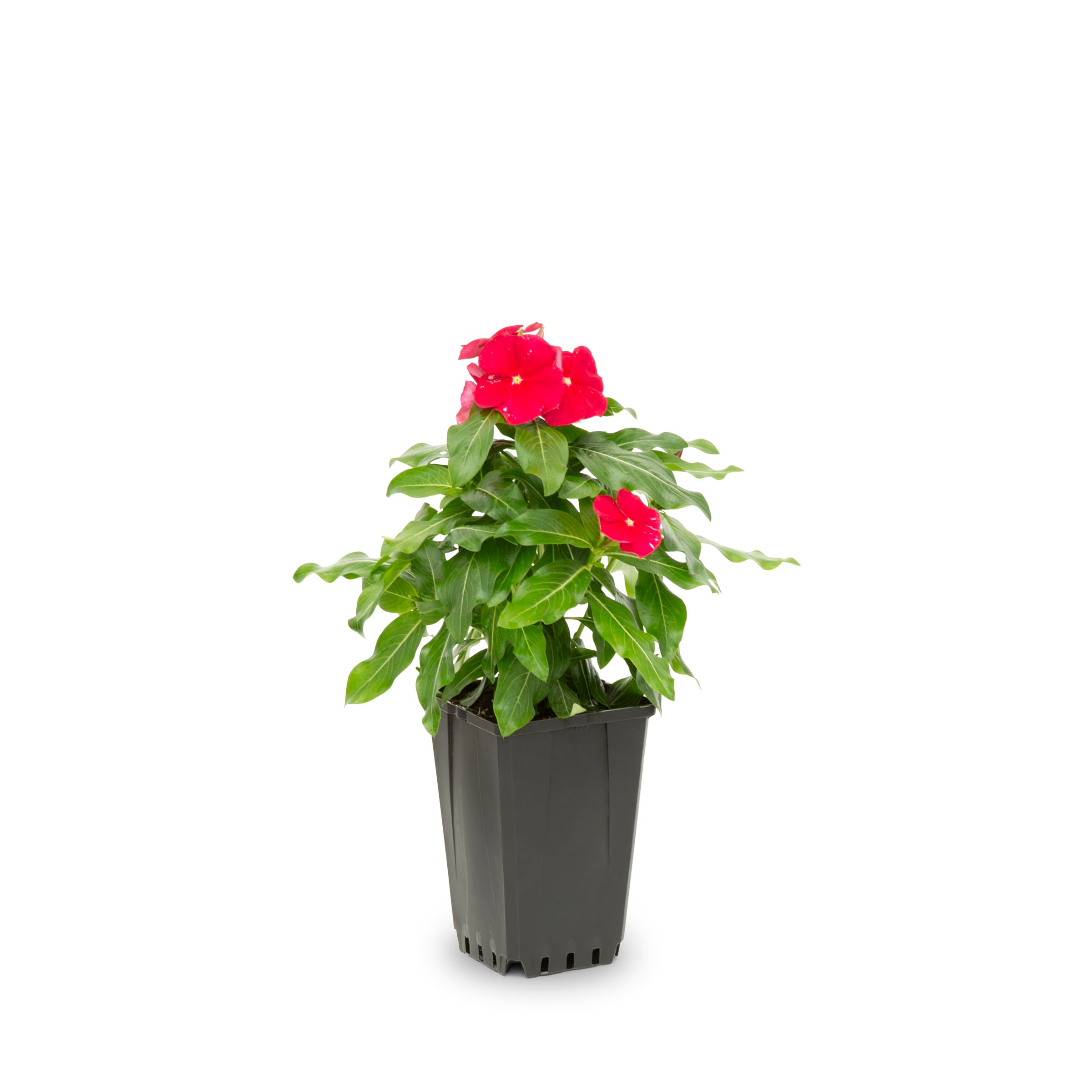Lowe's 221657 annuals - View #6