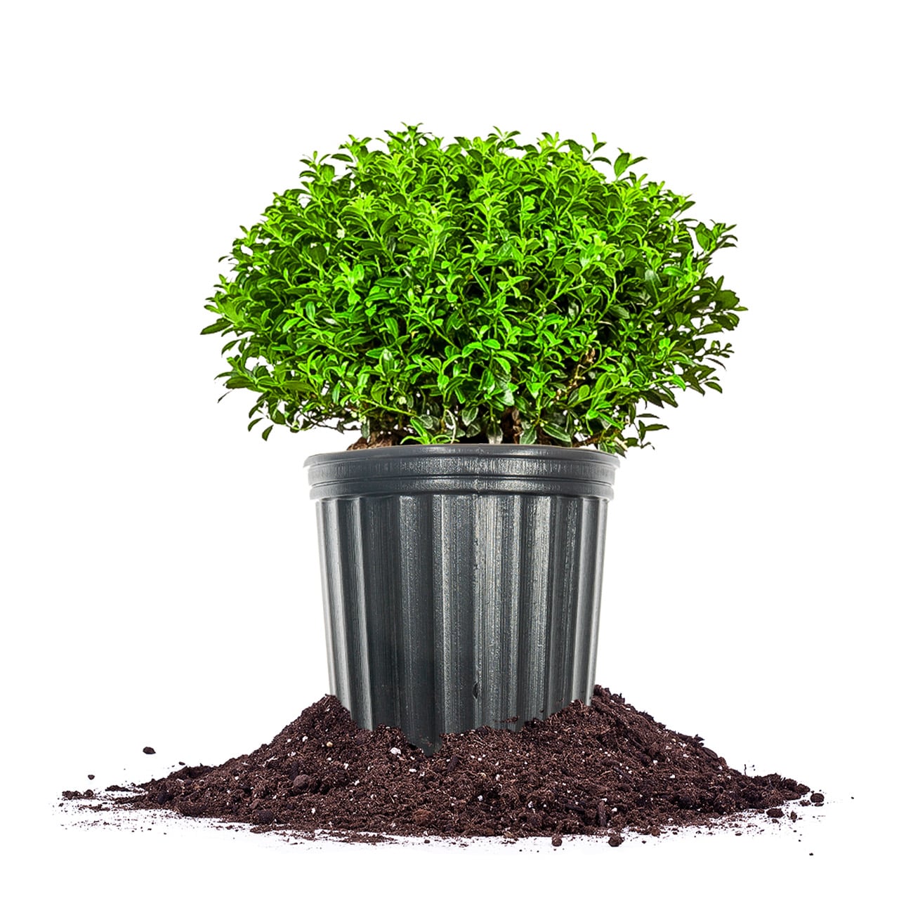 Perfect Plants LOSOFTTOUCH3G Soft Touch Holly Foundation/Hedge Shrub in 3 -Gallon Pot 1.0 -Pack