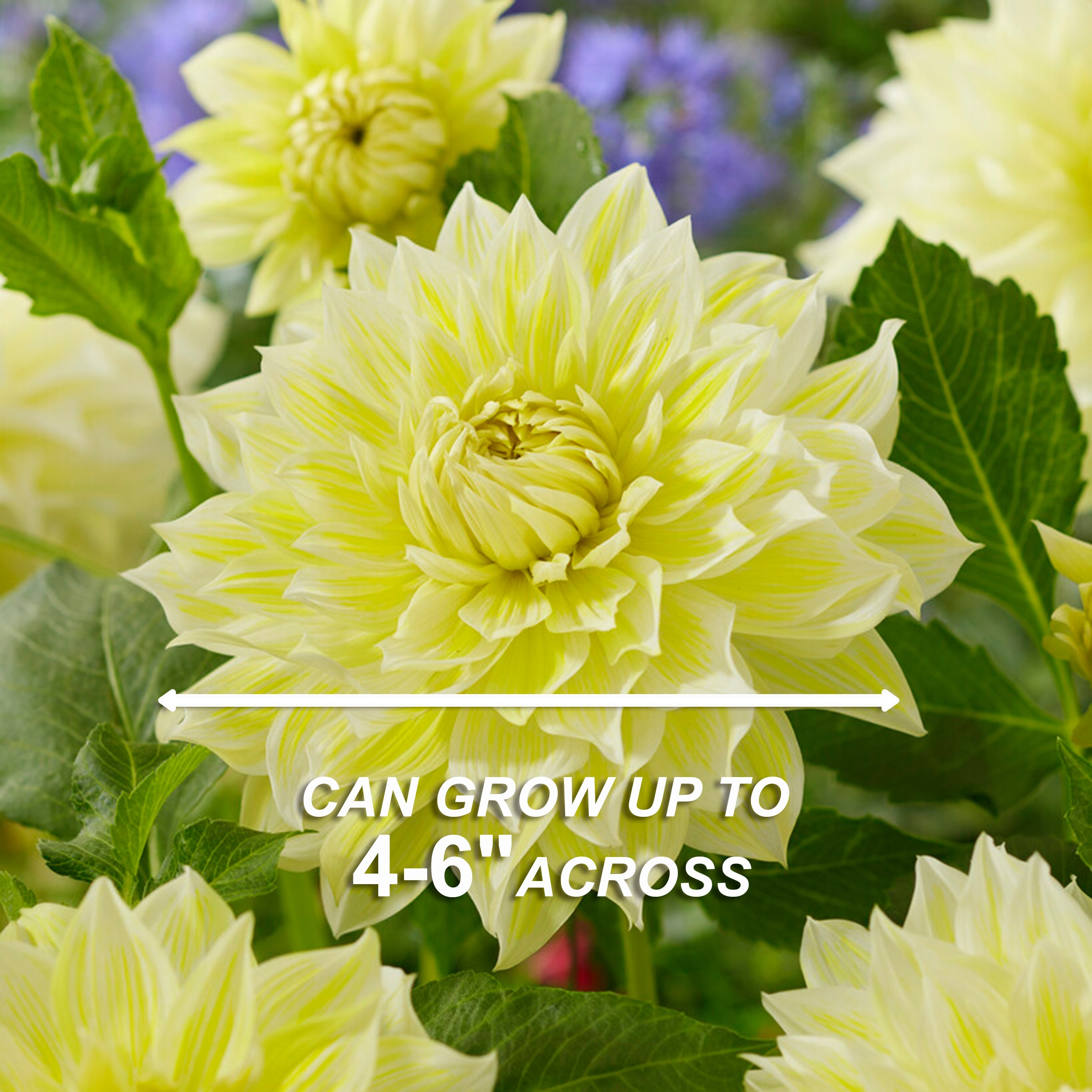 Garden State Bulb ECS-07-04-01 Plant-Bulbs - View #5