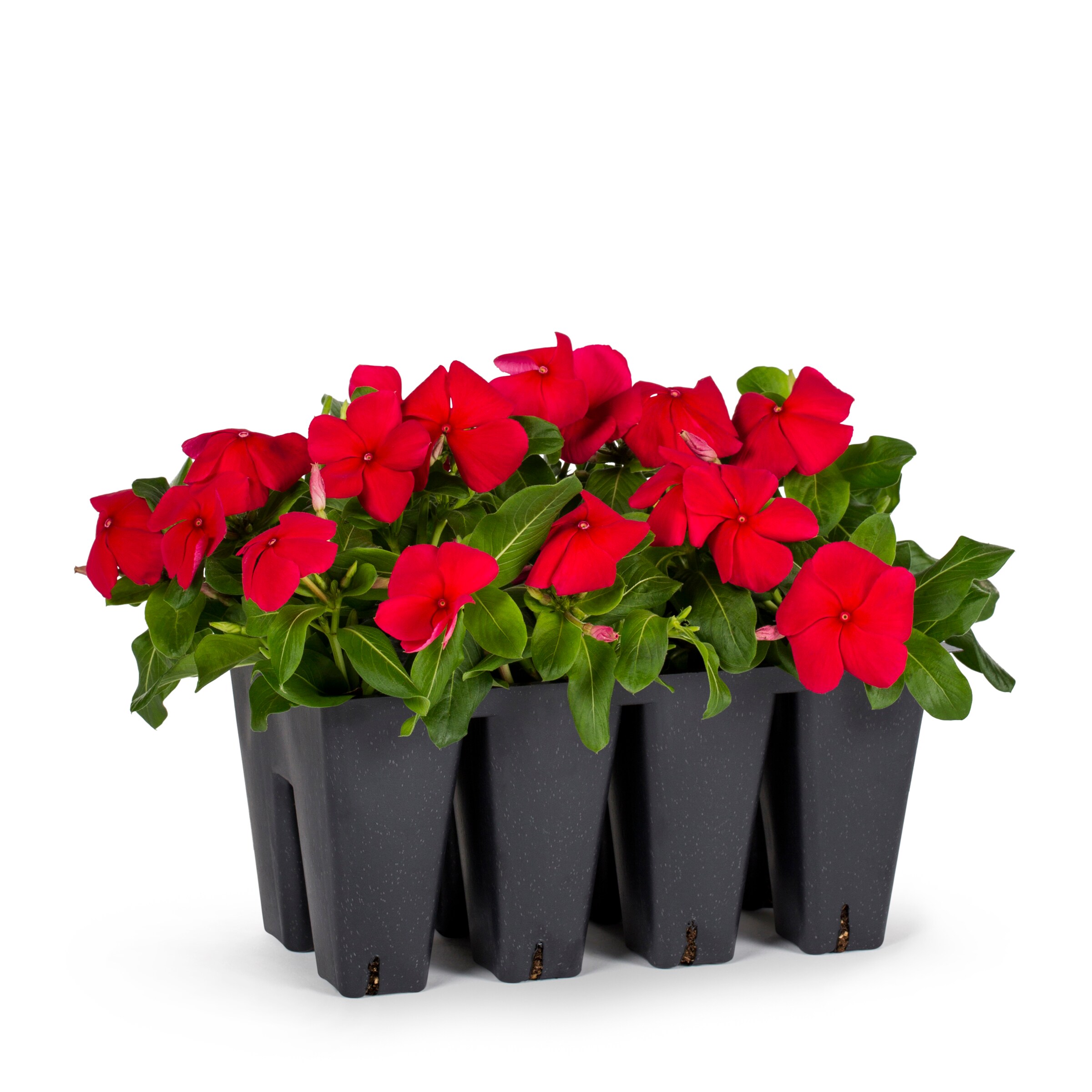 Lowe's Multicolor Vinca in 8-Pack Tray in the Annuals department at ...