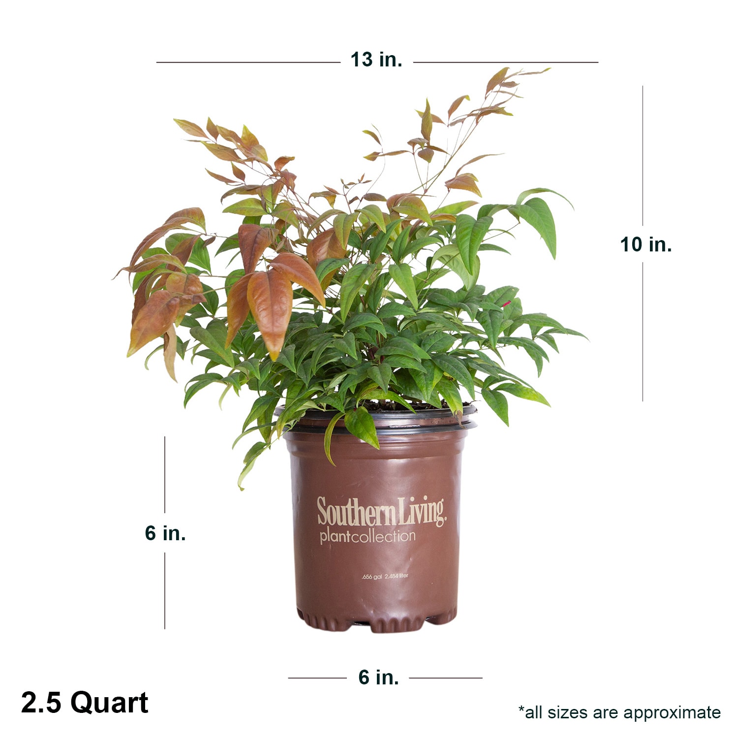 Southern Living Plant Collection 4307Q-1 shrubs - View #3