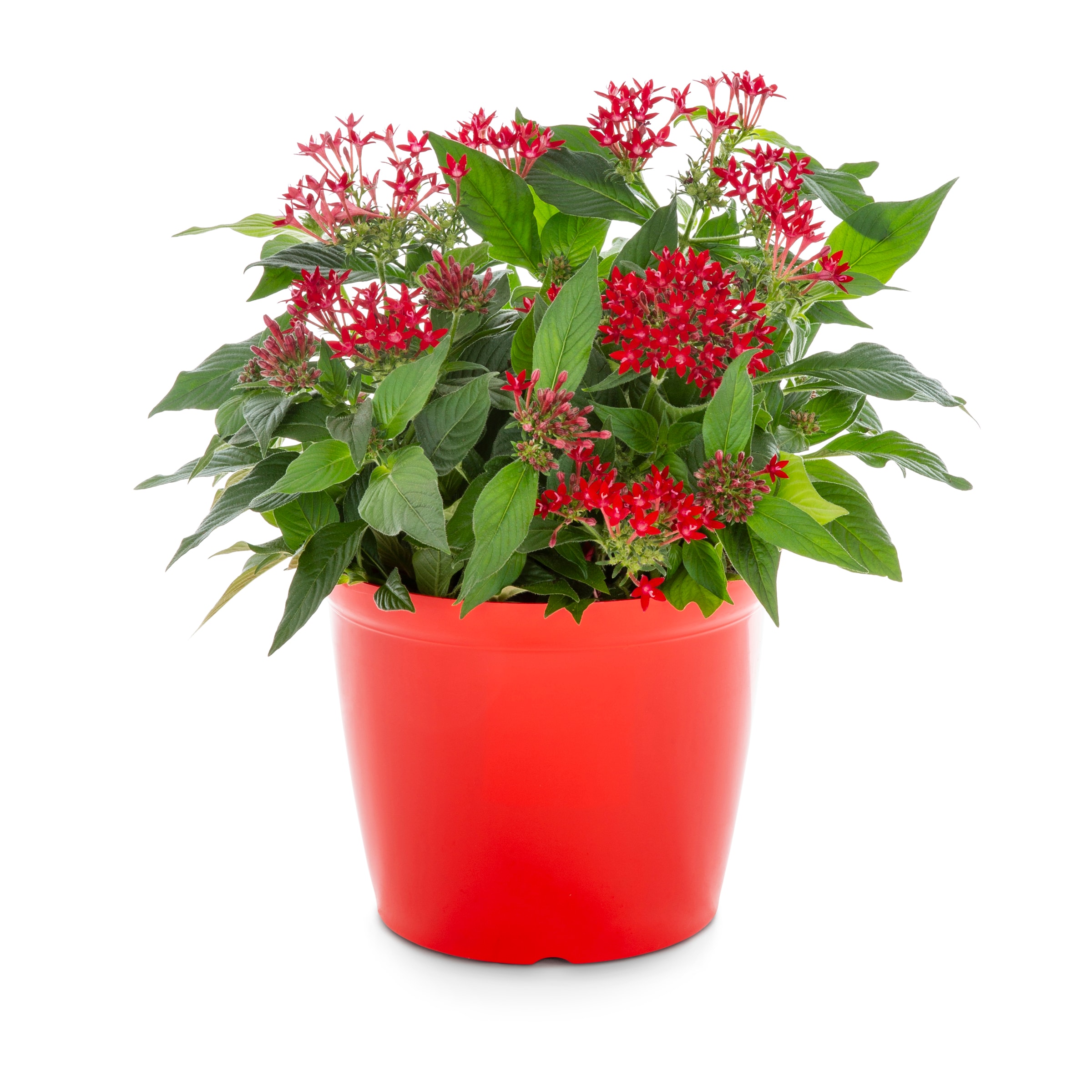 Lowe's NURSERY Multicolor Pentas in 3 Quart(s) Planter