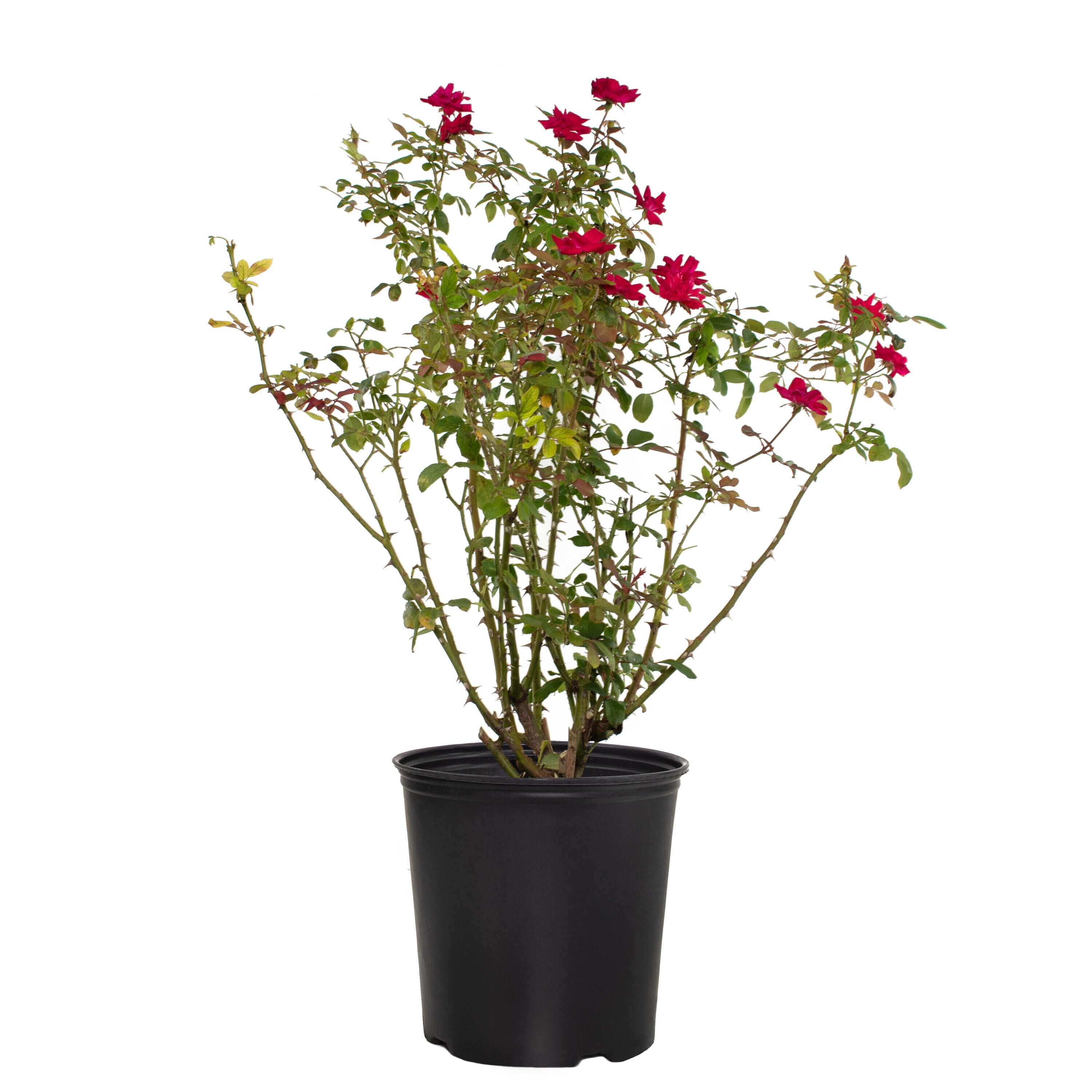 National Plant Network LW1290 Red Double Knockout Red Rose 1 -Gallon Pot