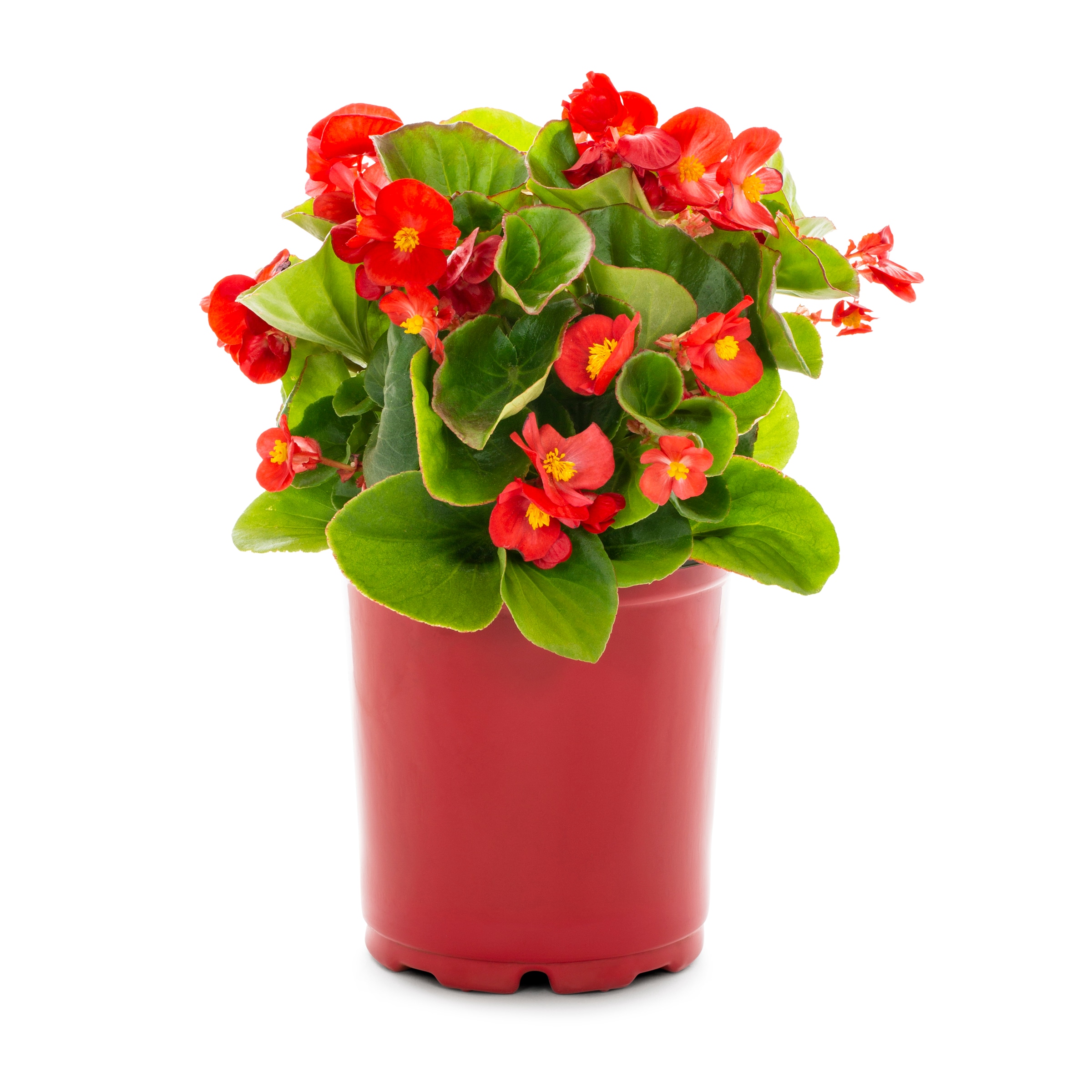 Lowe's Multicolor Begonia in  Pot in the Annuals department at  