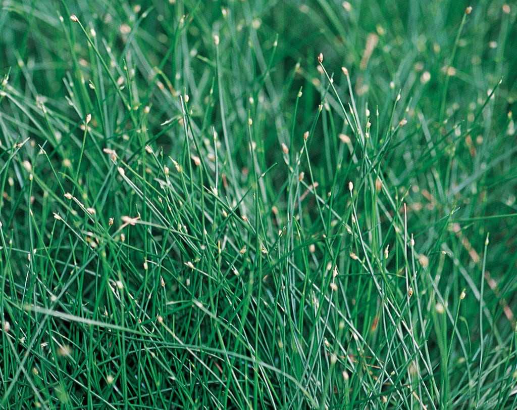 Proven Winners GRSPRW1017800 perennials - View #5