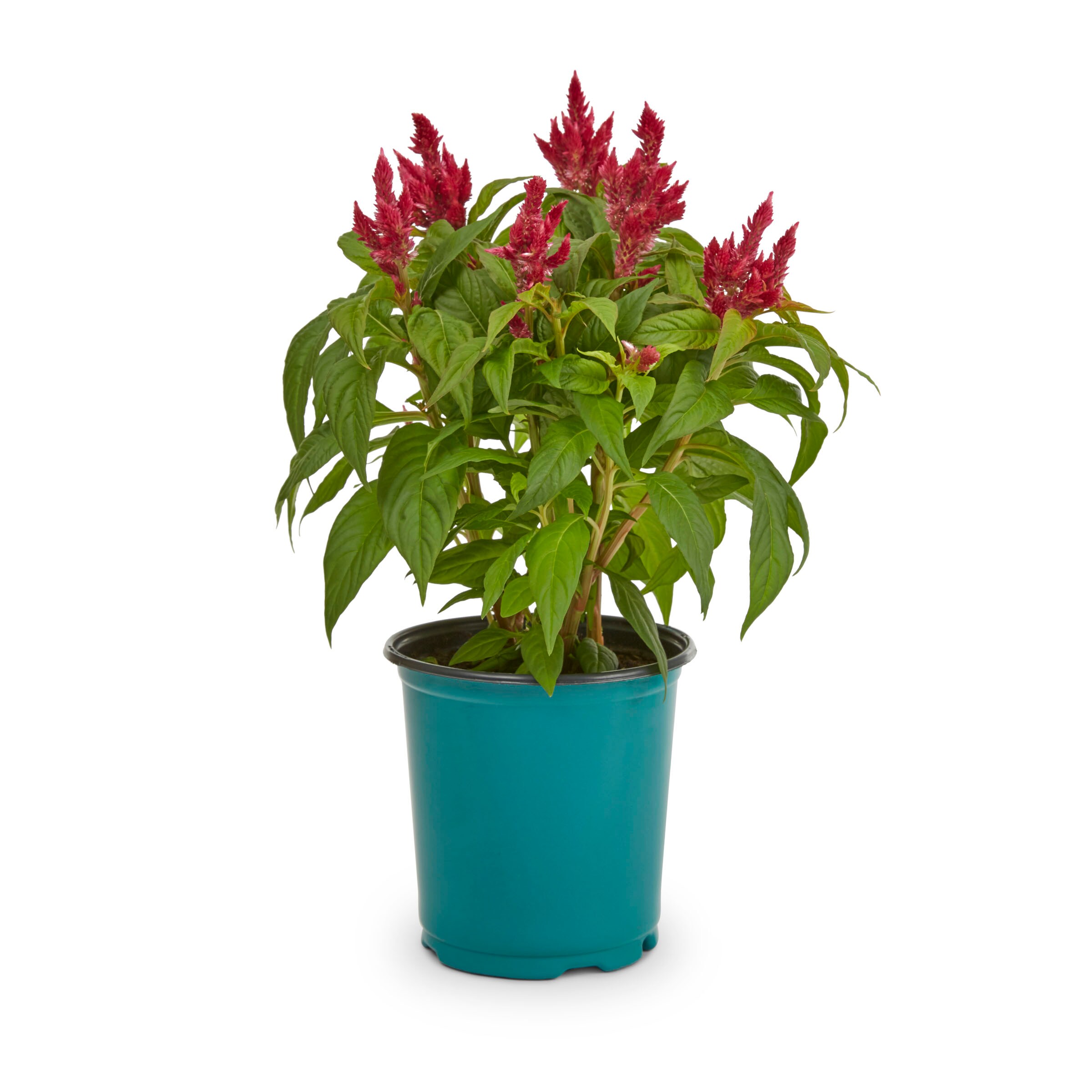 Lowe's Multicolor Celosia in 3-Quart Planter in the Annuals department ...