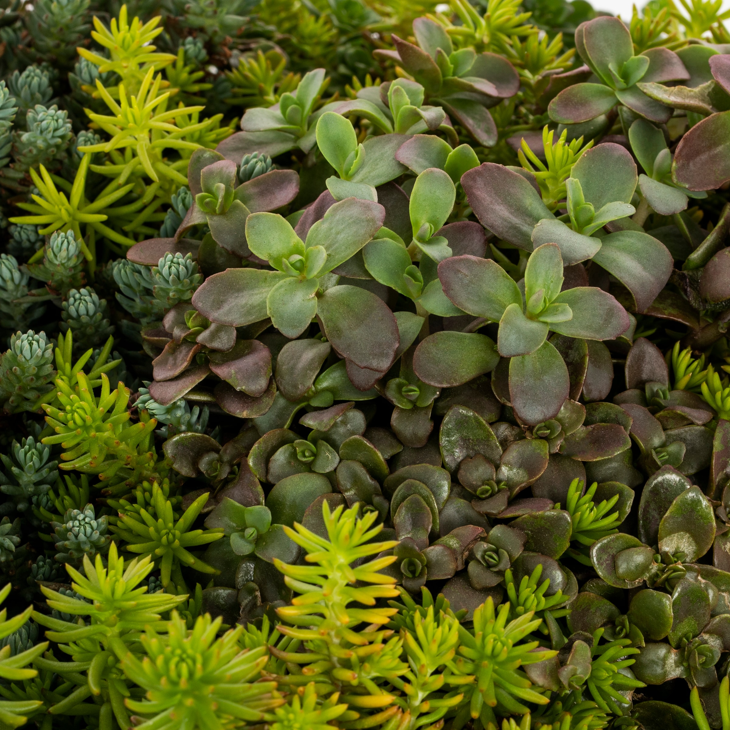 Lowe's NURSERY perennials - View #2
