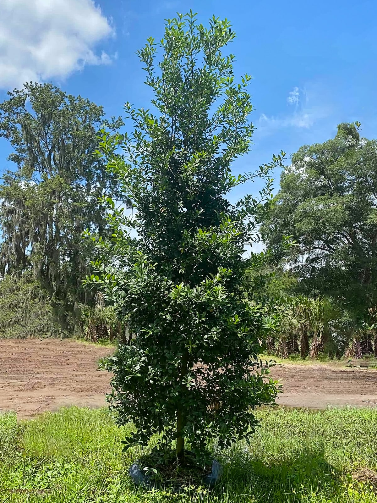 Southern Planters HOLEAG05G trees - View #2