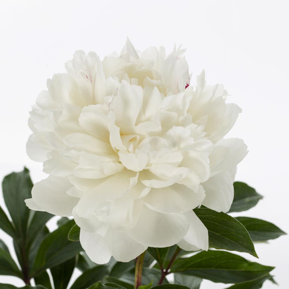 Peony #5 Molded 2-way- 40-peony.5m-40-2w