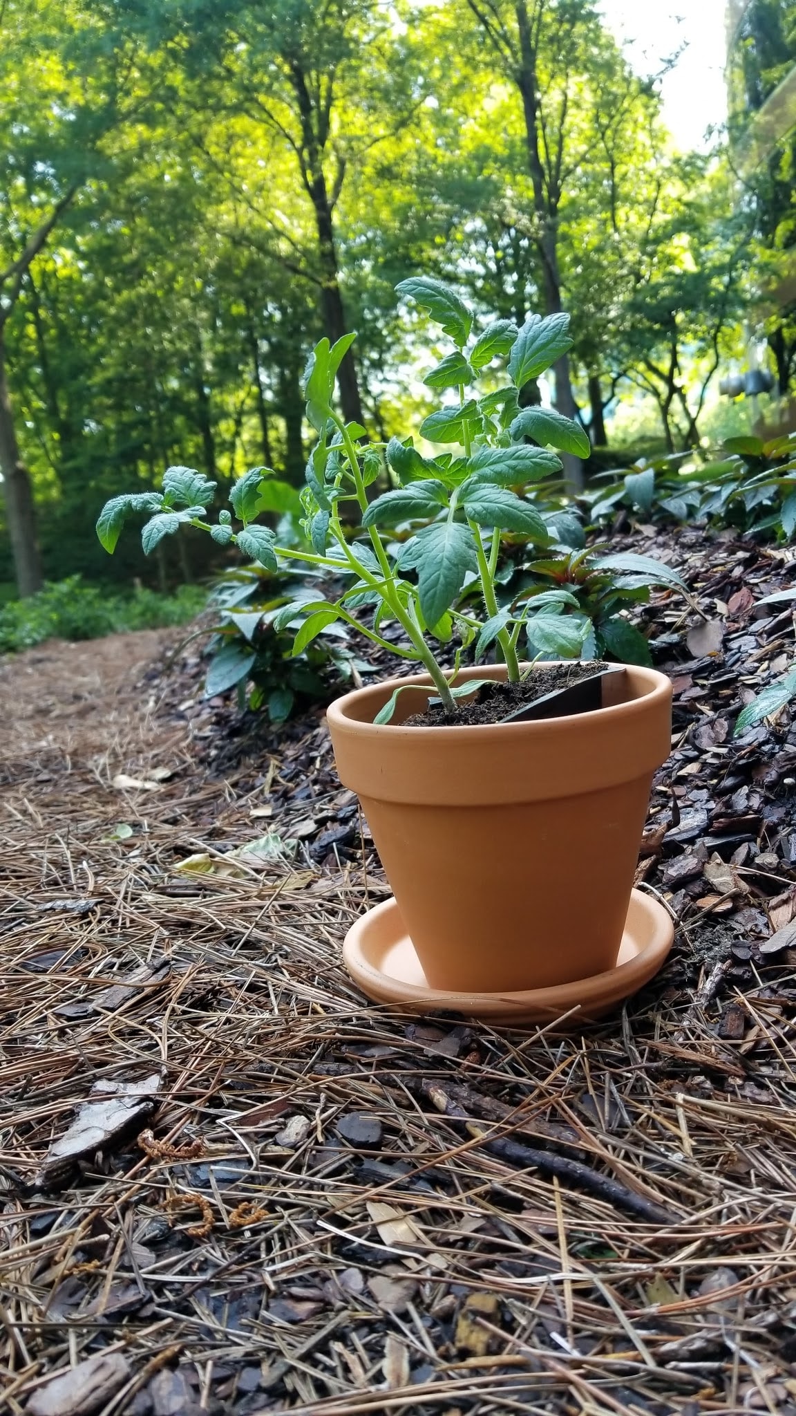 Pennington Red Terra Cotta Clay Planter, 8 inch Pot 
