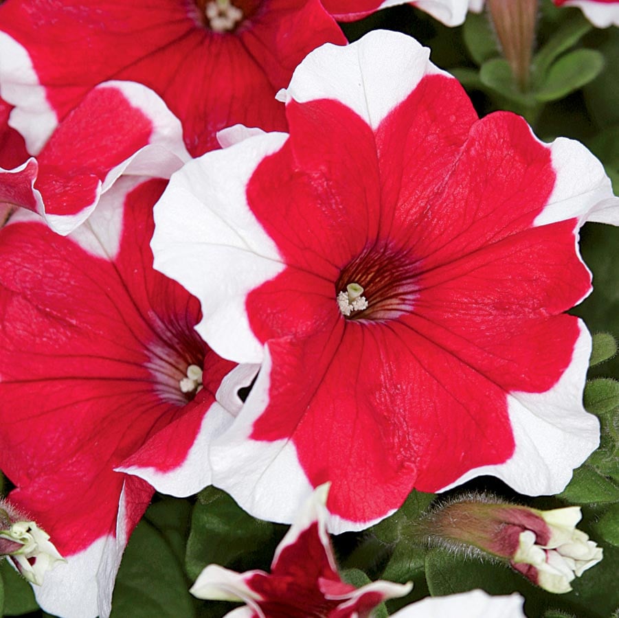 Lowe's NURSERY Multicolor Petunia in Quart(s) Pot