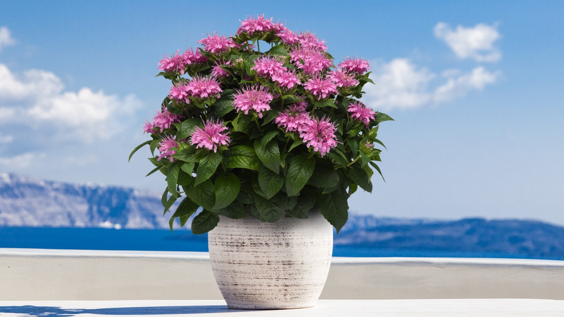 National Plant Network LW1582 perennials - View #4