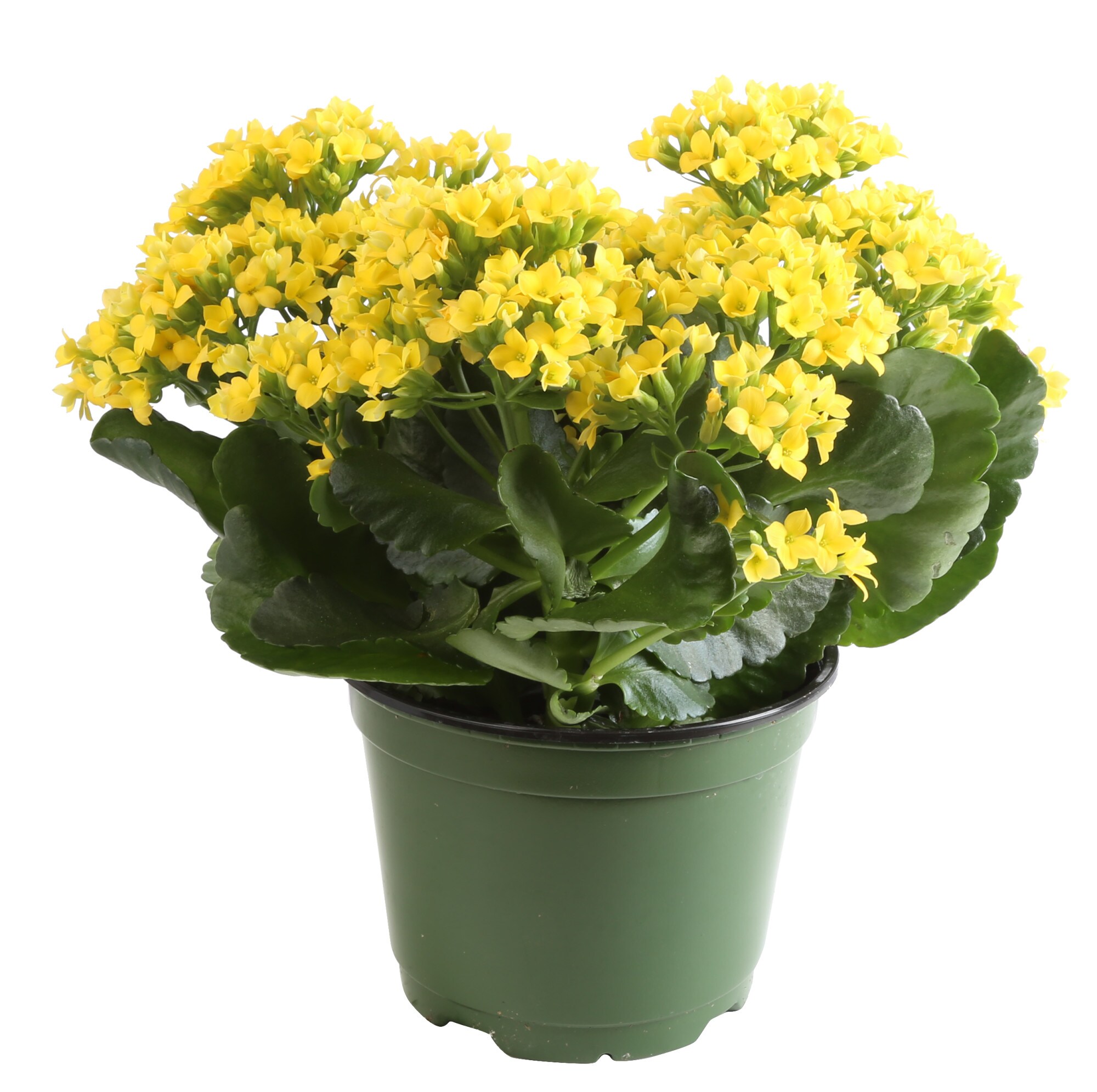 Costa Farms Yellow Kalanchoe in 4-in Pot 8-Pack at Lowes.com