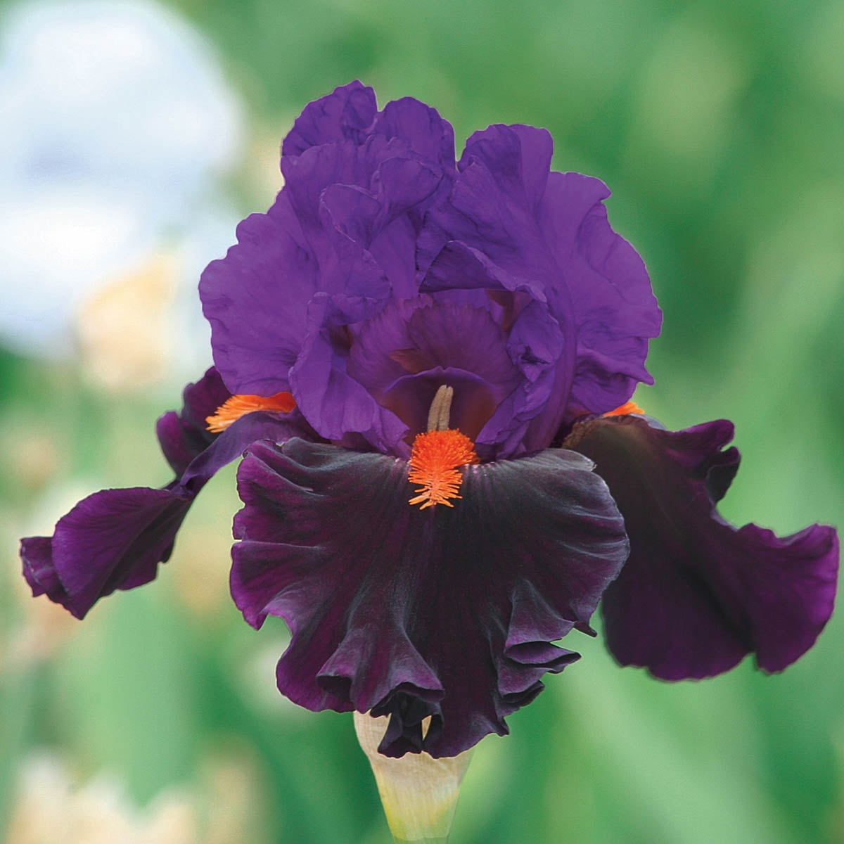 Spring Hill Nurseries 80482 Purple Fiery Temper German Iris Plant in 1-Pack Bareroot