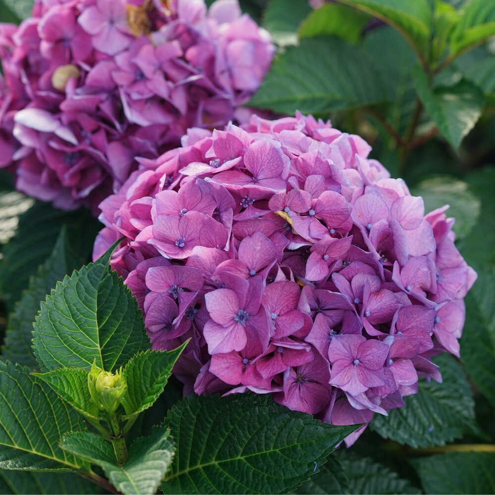 Proven Winners HYDPRC2576101 shrubs - View #2