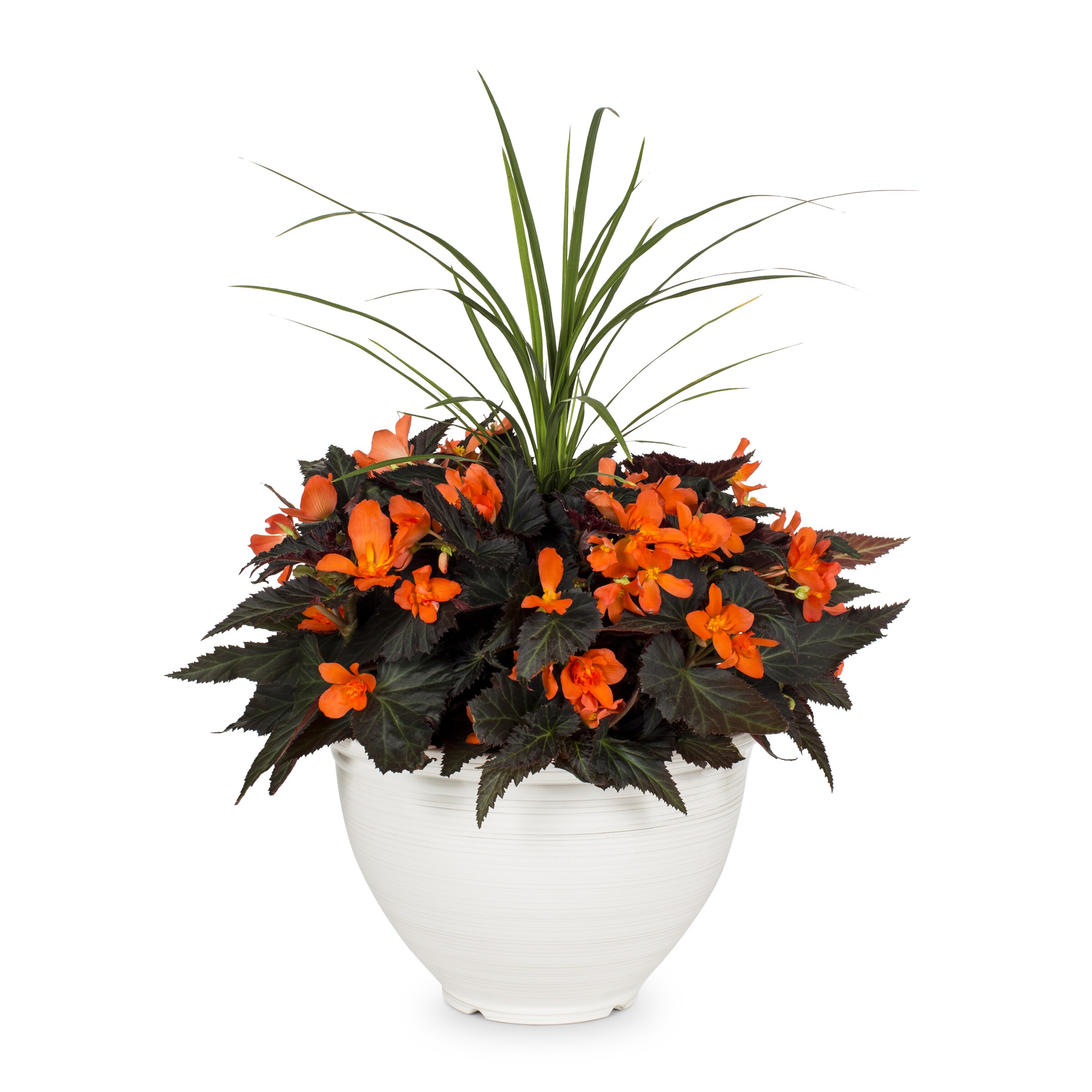 Lowe's 1613038 annuals - View #7