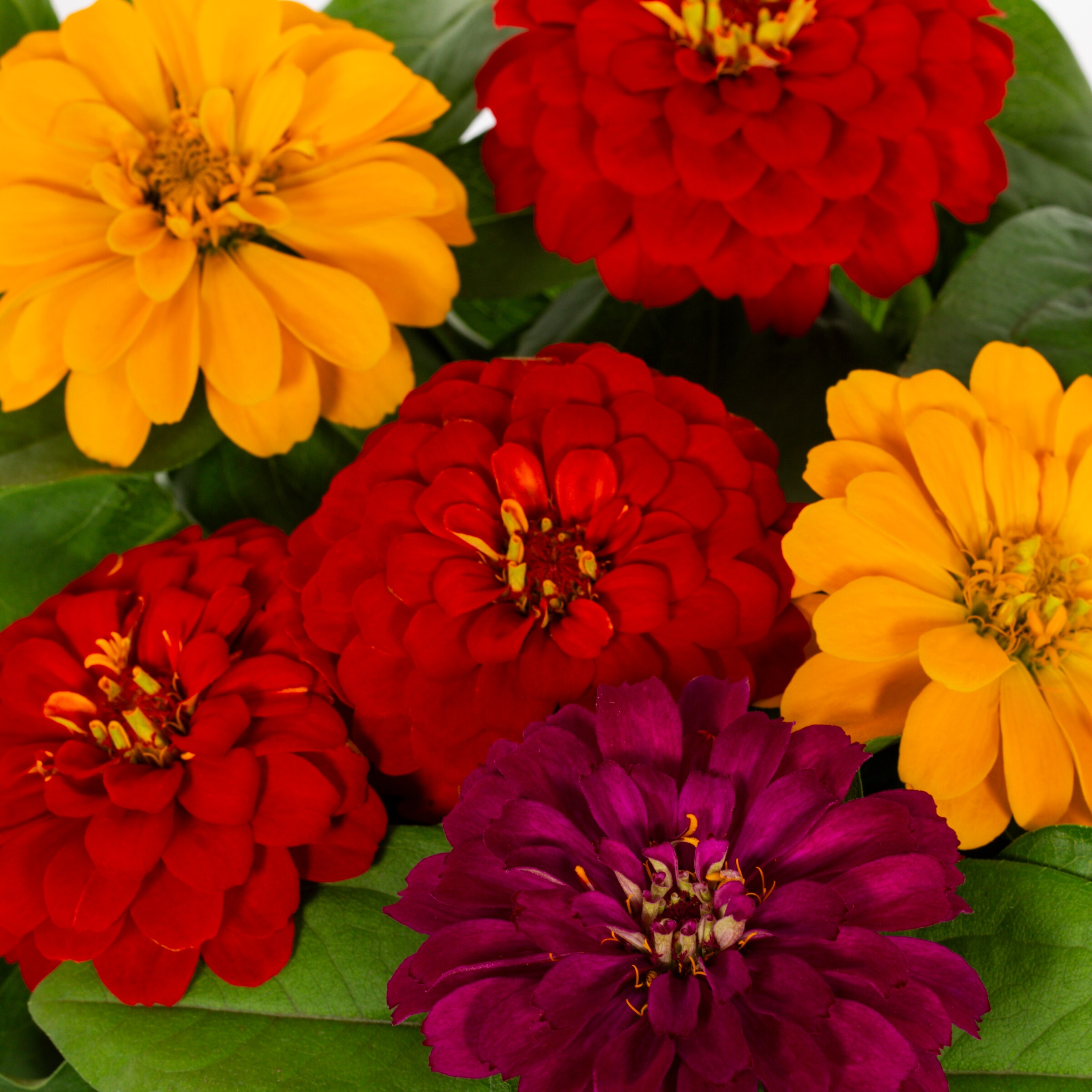 Lowe's NURSERY annuals - View #2