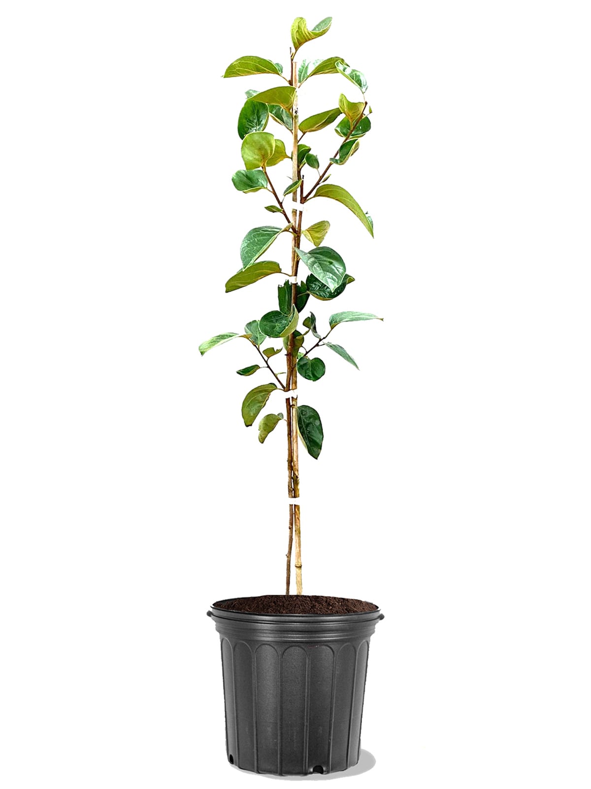 Southern Planters PERICH05G 3.84 -Gallon Green Fruit Ichi Ki Kei Jiro Persimmon In pot (with soil)