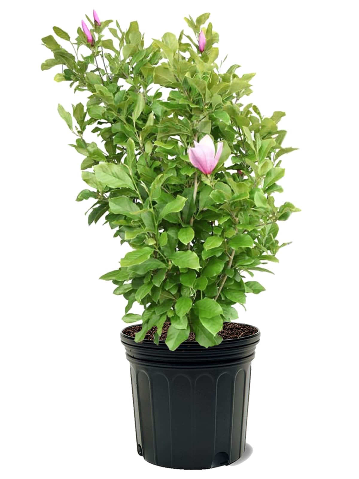 Southern Planters MAGALE07G 7 -Gallon Pink Flowering Alexandrina Japanese Magnolia In pot (with soil)