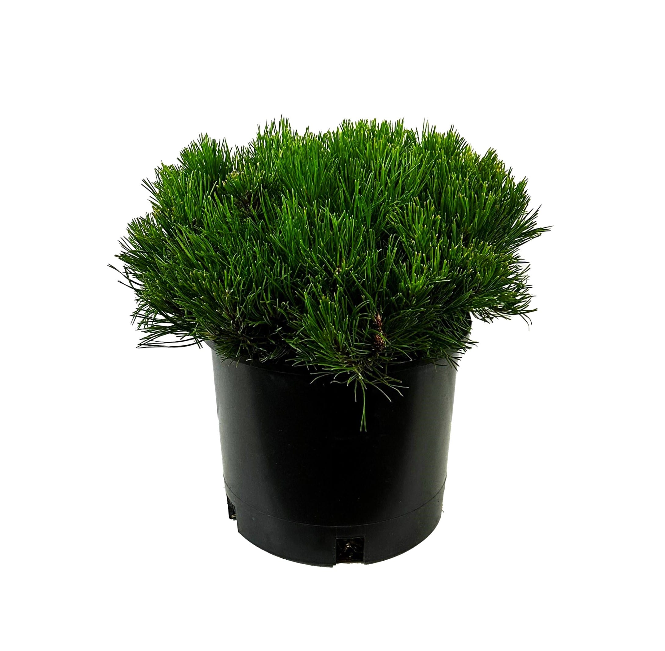 Dwarf Mugo Pine Feature Shrub In 1.5-gallon Pot O605002 At Lowes.com