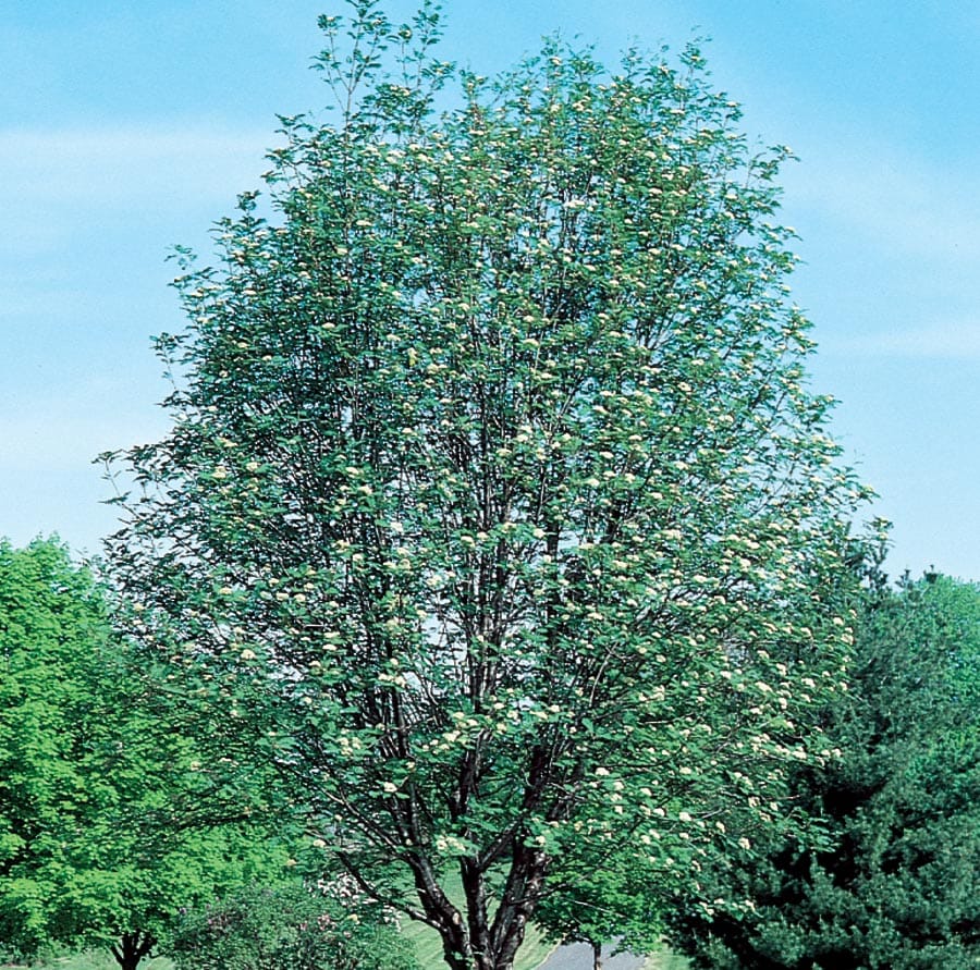  NURSERY 7.28-Gallons White Shade Cardinal Royal Mountain Ash In Pot (With Soil)