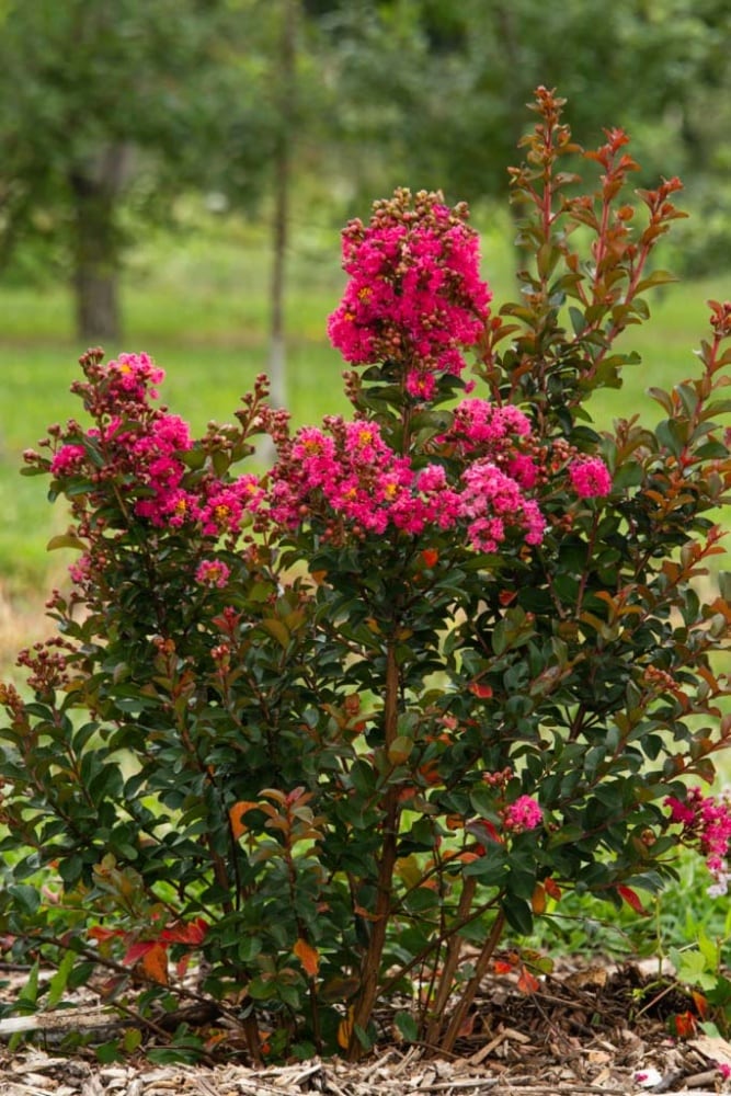 Spring Hill Nurseries 75464 shrubs - View #3