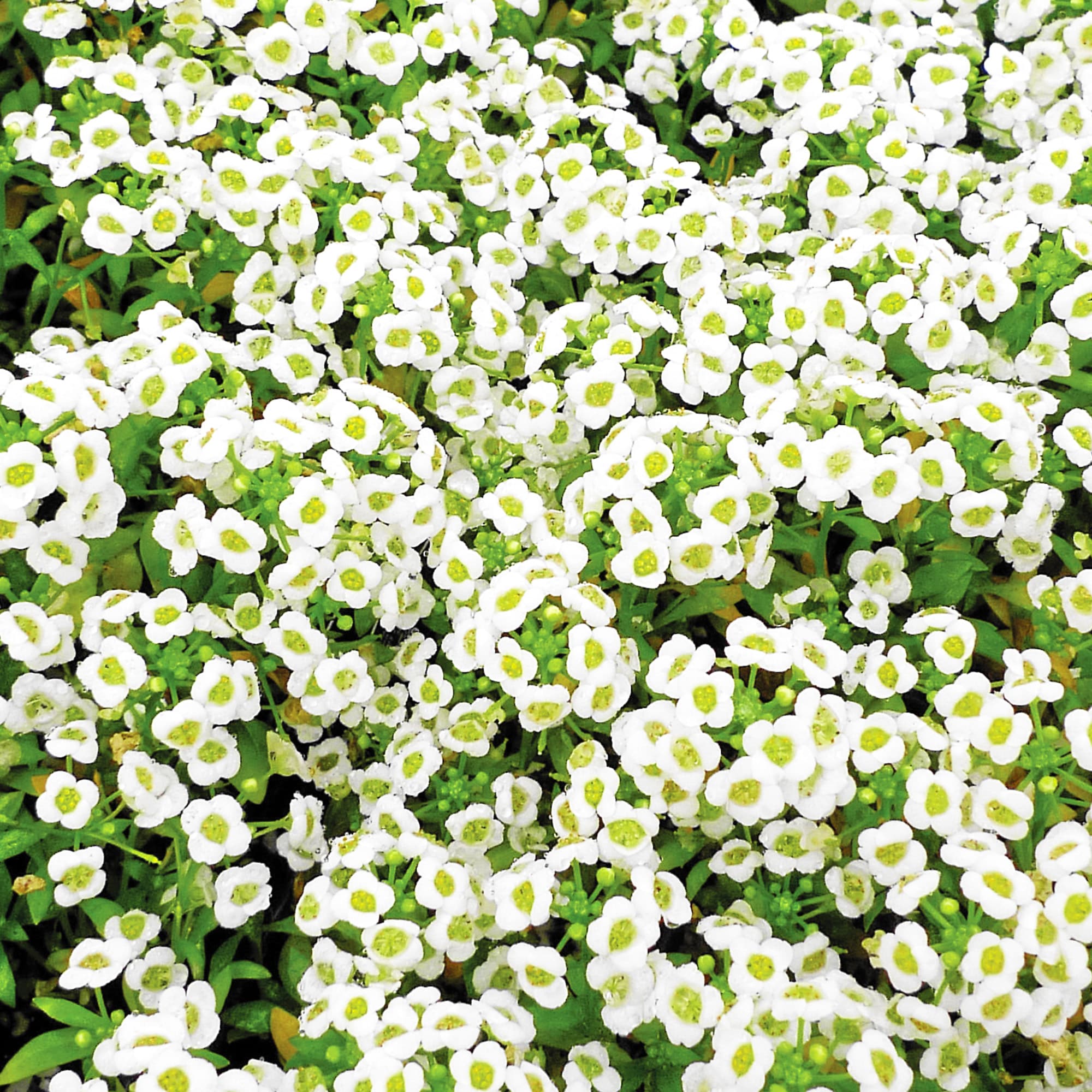 Ferry-Morse LC25.5061 seeds - View #3