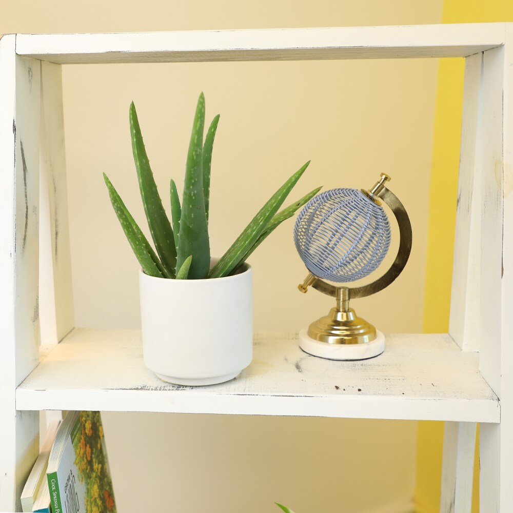 Lowe's 1.0 -Pack Aloe vera in 11.0 -oz Pot